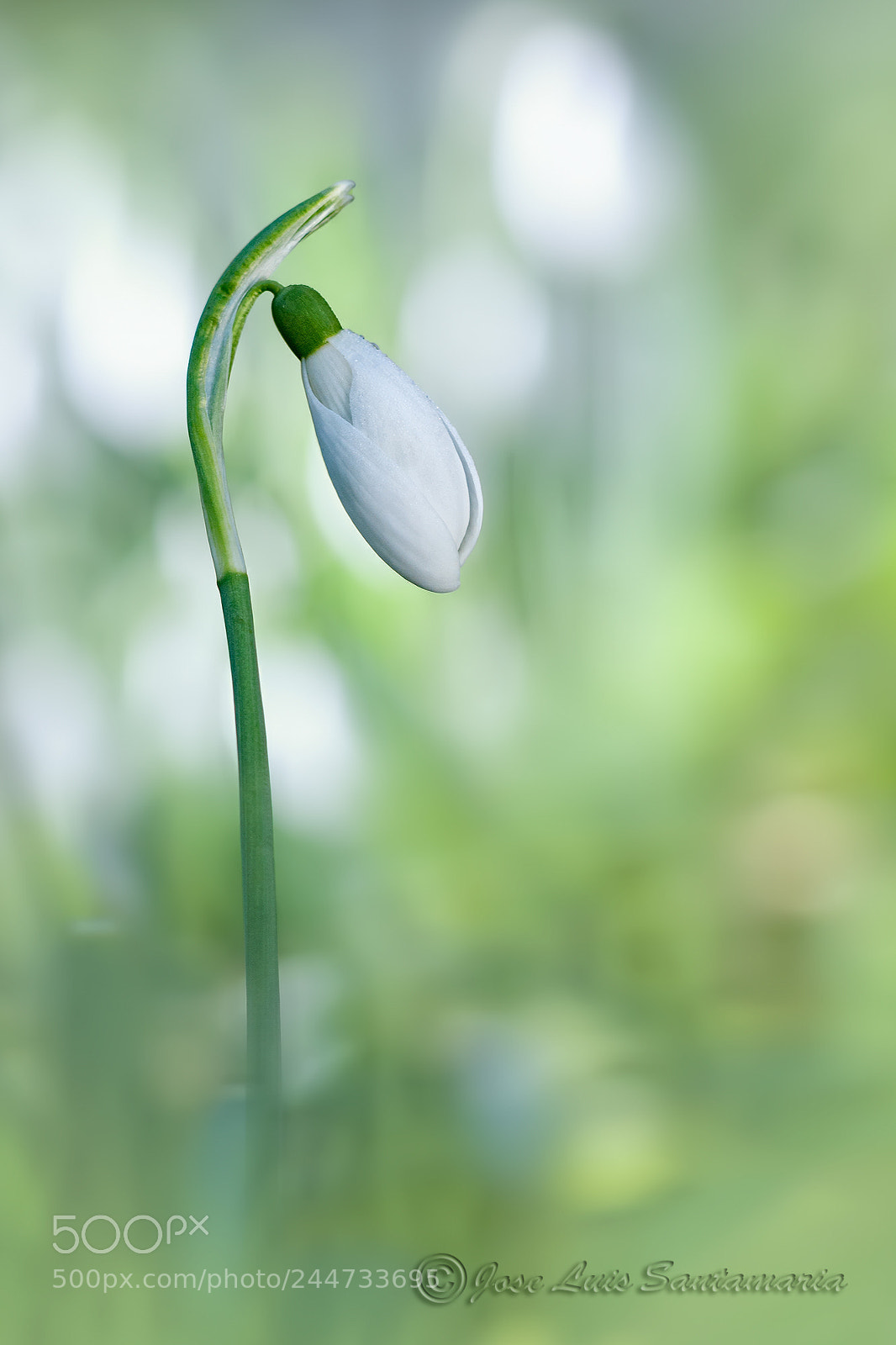 Nikon D300S sample photo. Galanthus nivalis photography