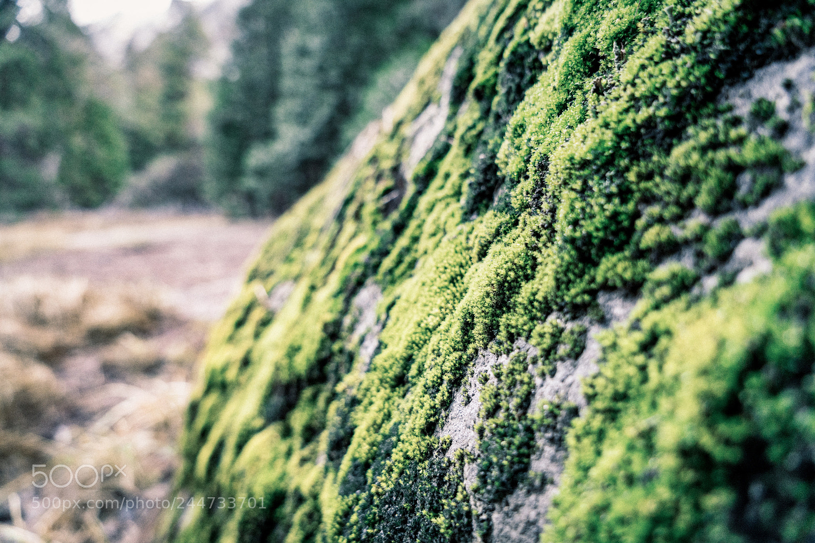 Sony a7R II sample photo. Furry rocks photography