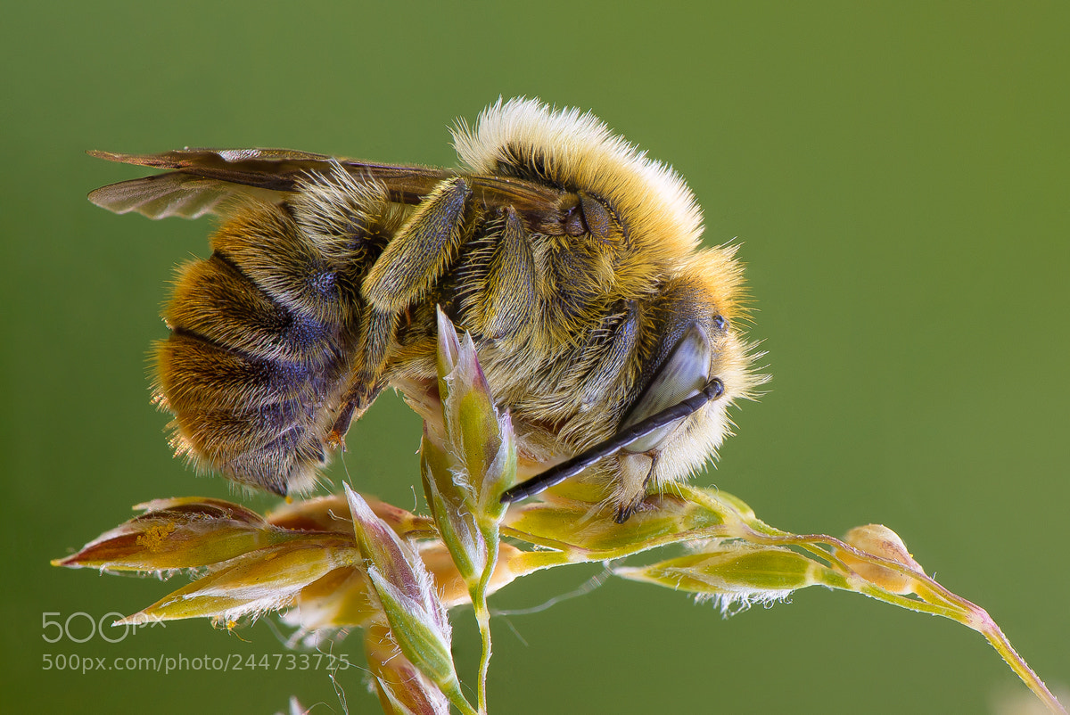 Nikon D7100 sample photo. Sleeping bee photography