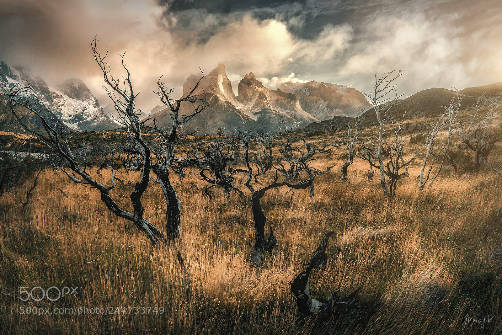 Nikon D810 sample photo. Glory of the dead photography