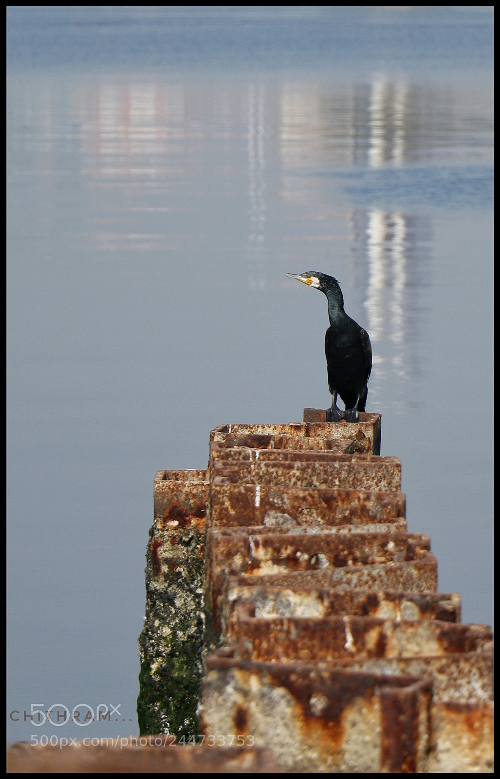 Canon EOS 7D Mark II sample photo. Bird watching photography