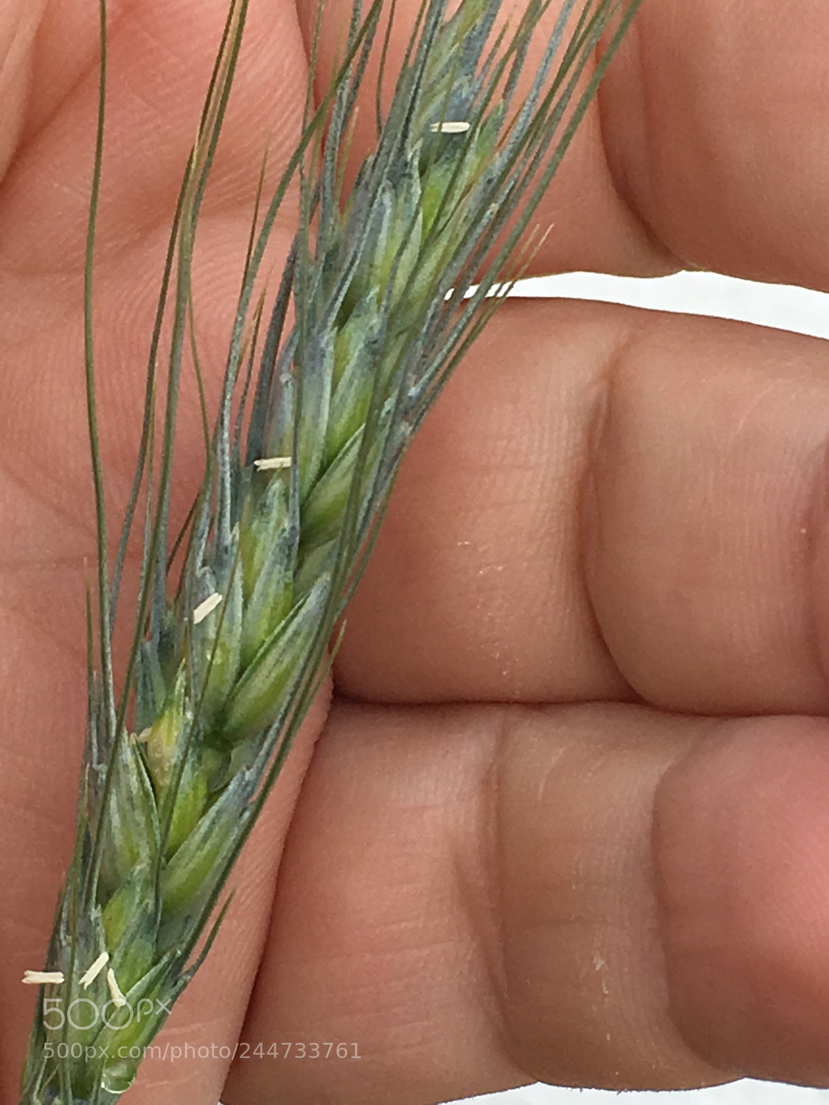 Apple iPhone SE sample photo. Wheat photography