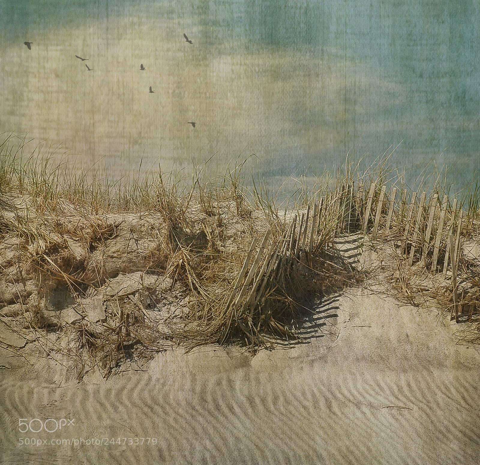 Nikon D70 sample photo. Dune photography