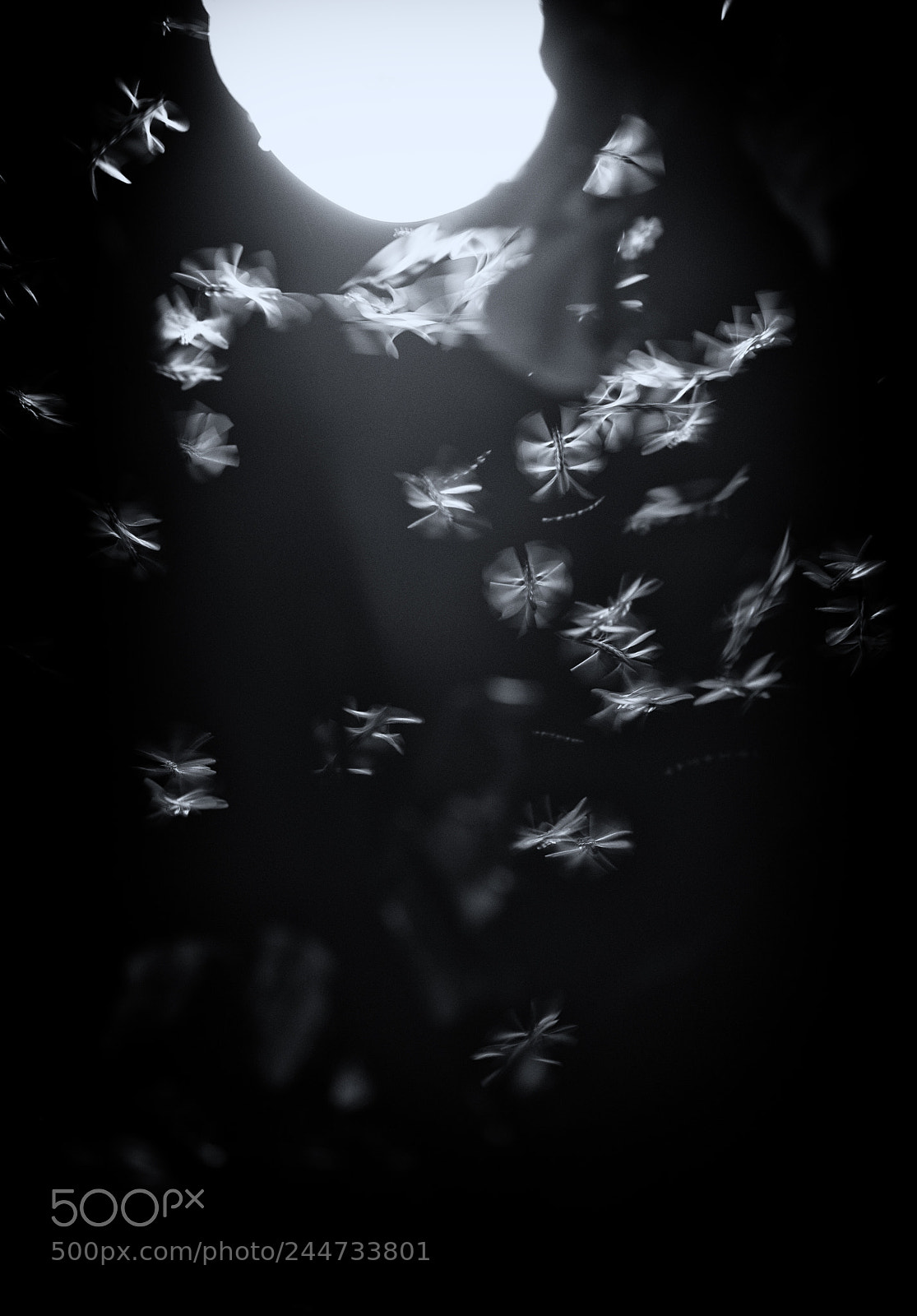 Nikon D610 sample photo. Flying ants photography