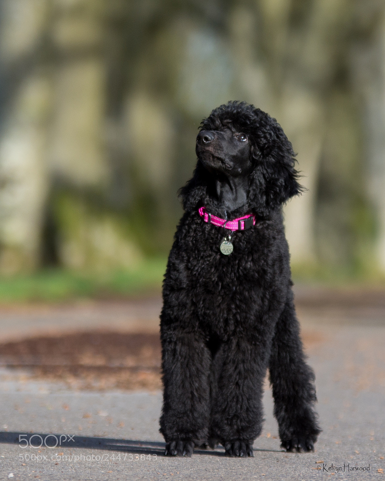 Nikon D7200 sample photo. 26127887398.jpg photography
