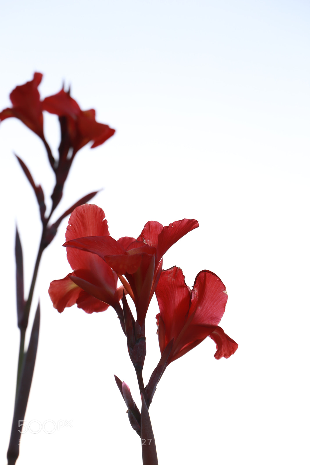 Canon EF 24-105mm F3.5-5.6 IS STM sample photo. Canna(cannaceae) photography