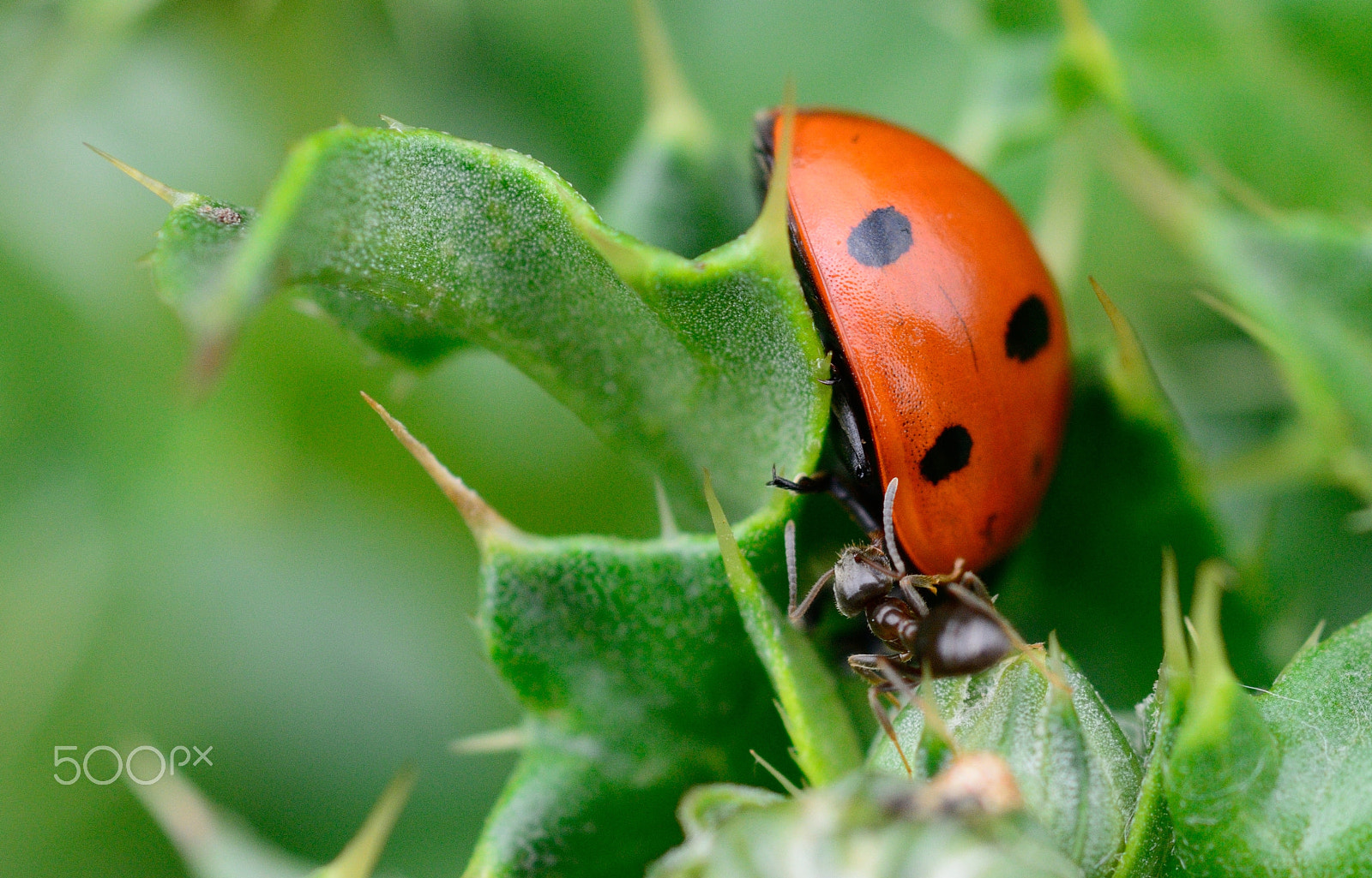 Nikon D7100 + Nikon AF Micro-Nikkor 60mm F2.8D sample photo. David and goliath photography