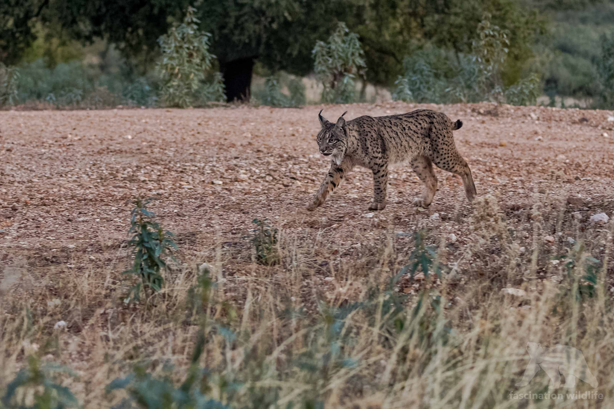 Nikon D4S sample photo. Iberian lynx photography