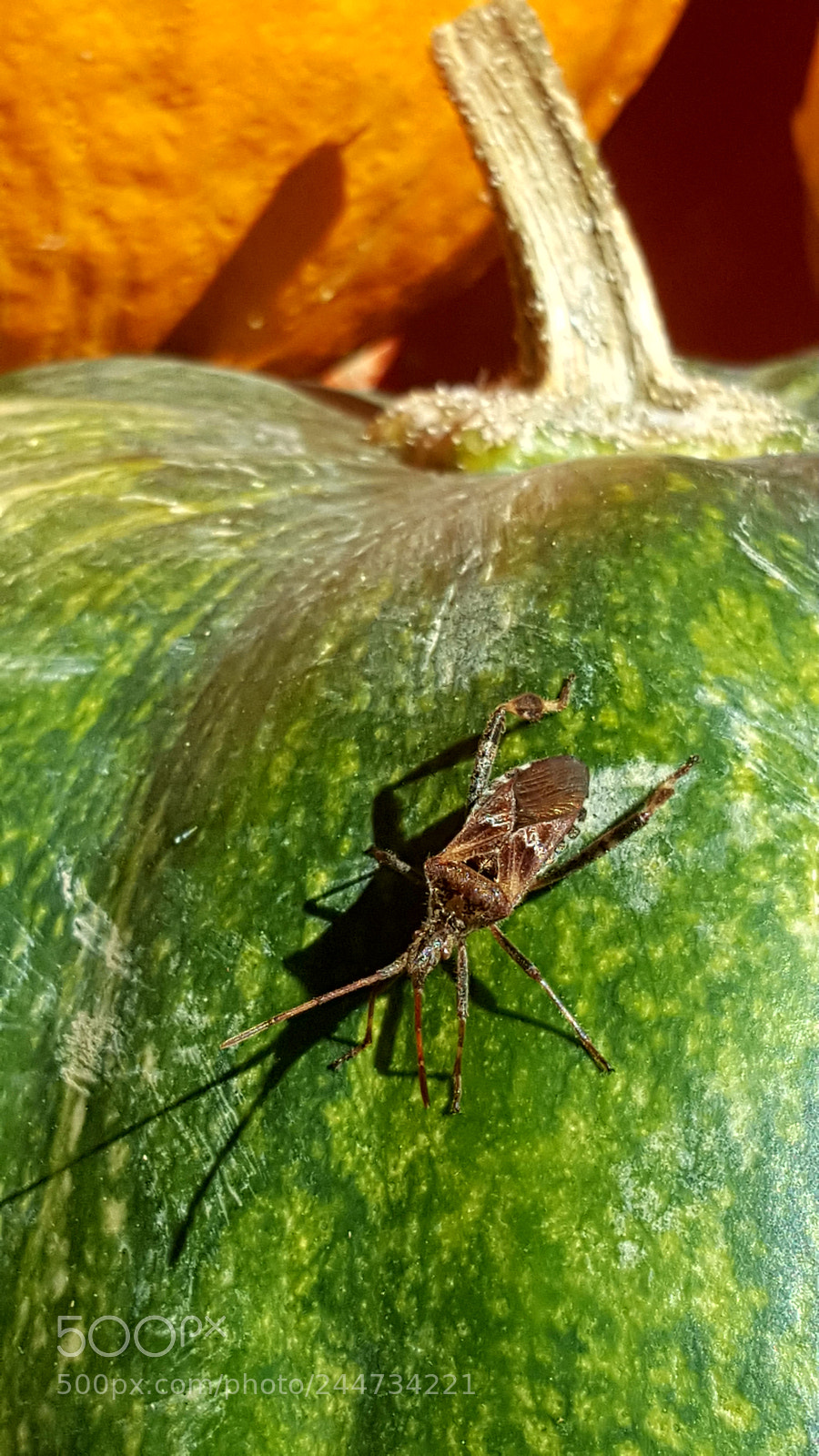 Samsung Galaxy S6 sample photo. Untitled photography