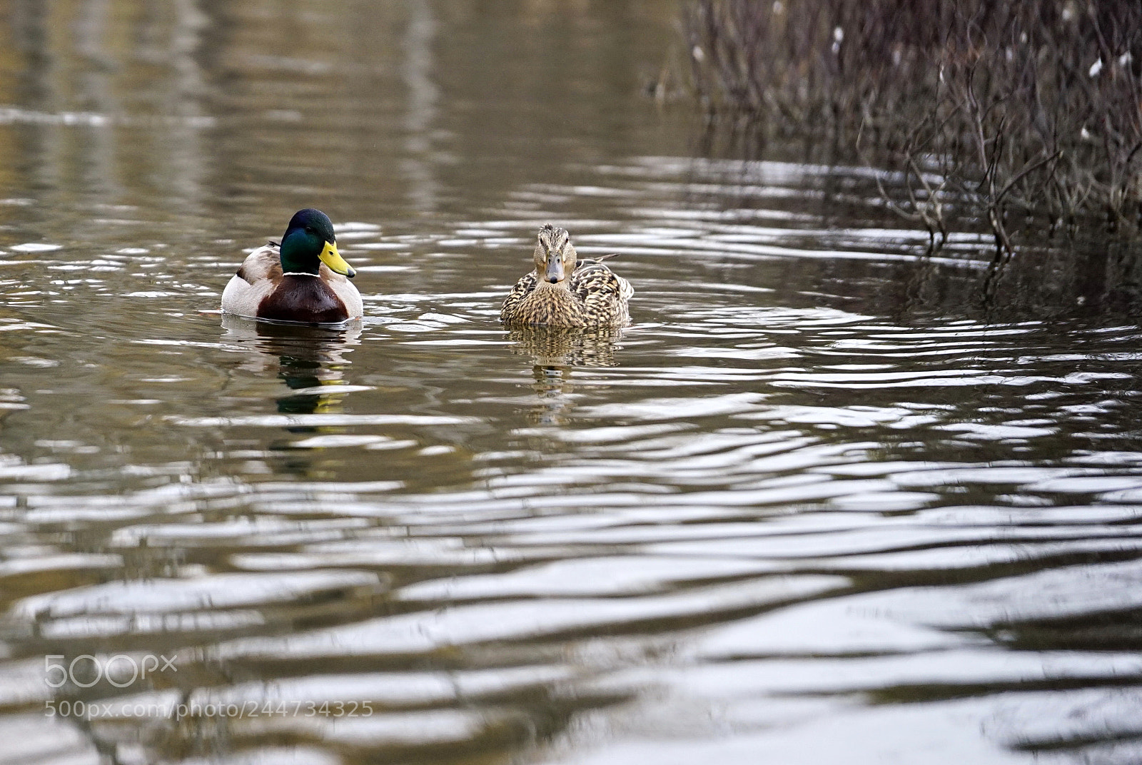 Sony a7 II sample photo. Together! photography
