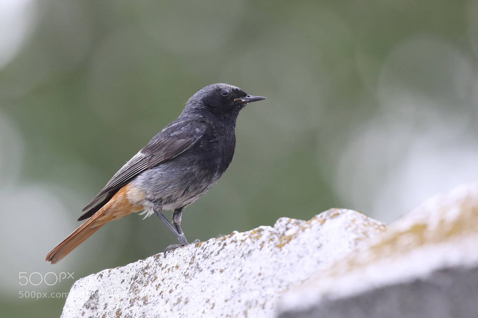 Canon EOS 7D Mark II sample photo. Redstart ukraine 2017 photography