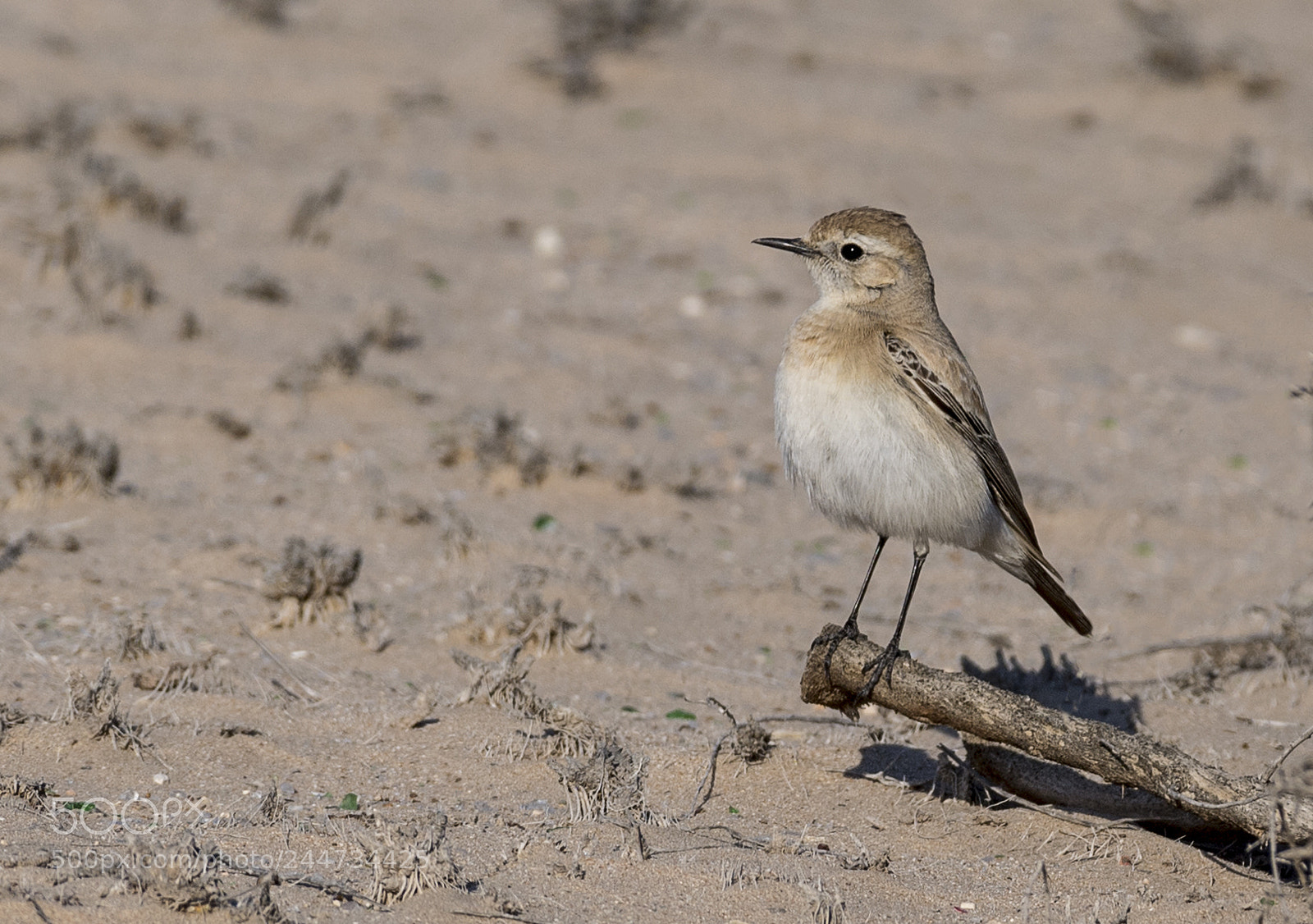 Nikon D5 sample photo. The wheatear photography