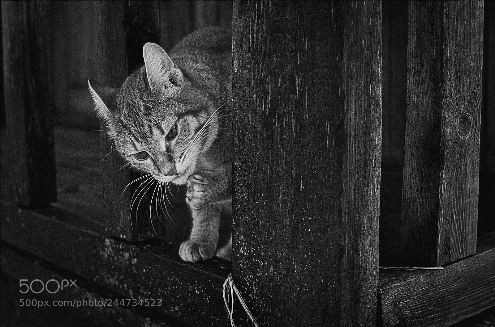 Nikon D5100 + Nikon AF-S DX Nikkor 35mm F1.8G sample photo. Angry cat photography