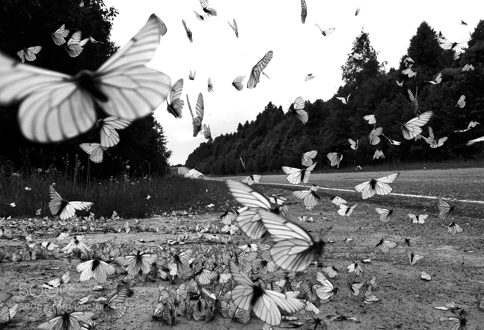 Apple iPhone 4 sample photo. Butterflys photography