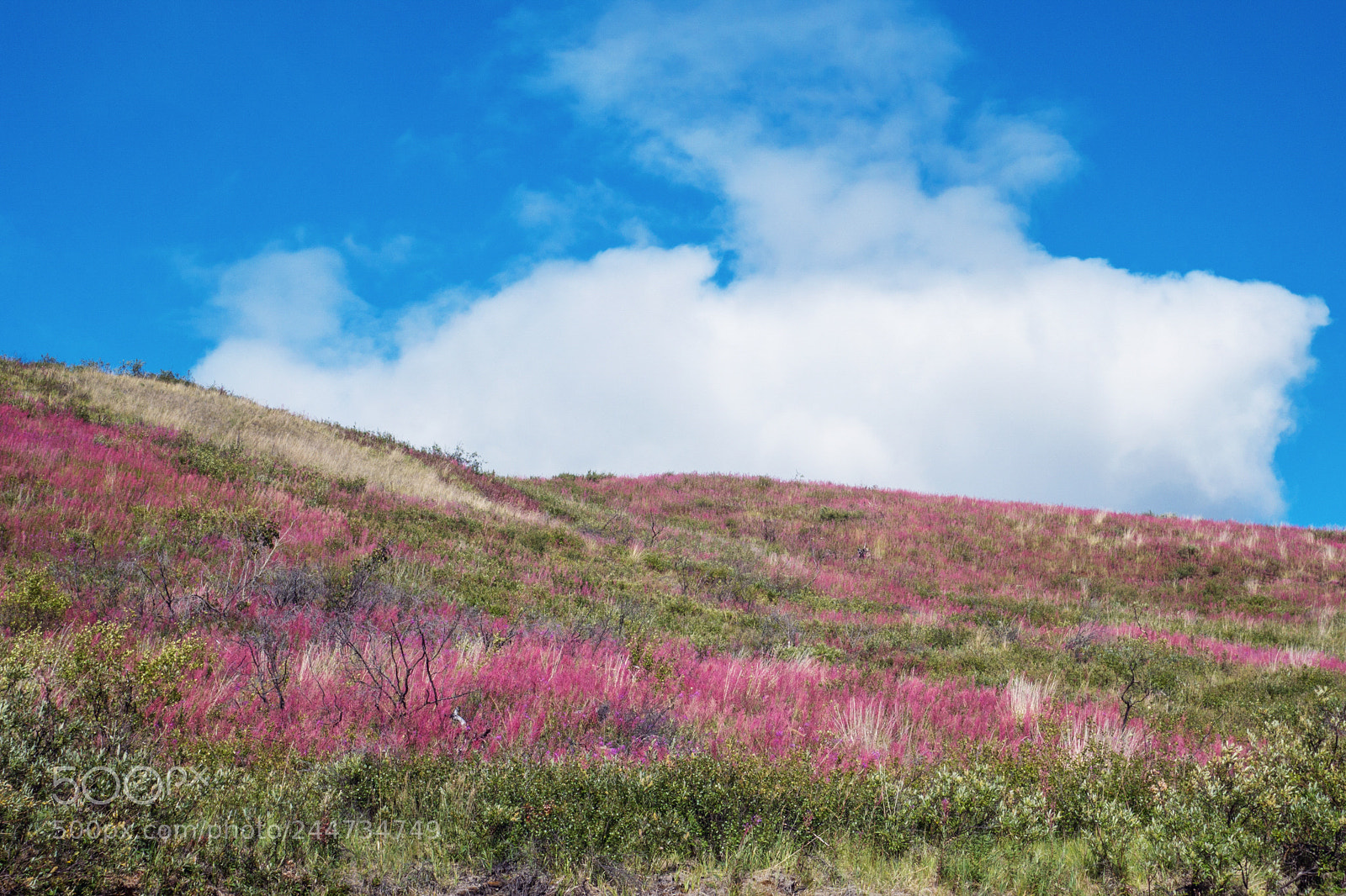 Sony Cyber-shot DSC-RX100 II sample photo. Fireweed on the slope photography