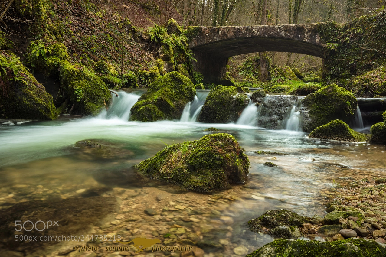 Canon EOS 5DS R sample photo. Forest photography