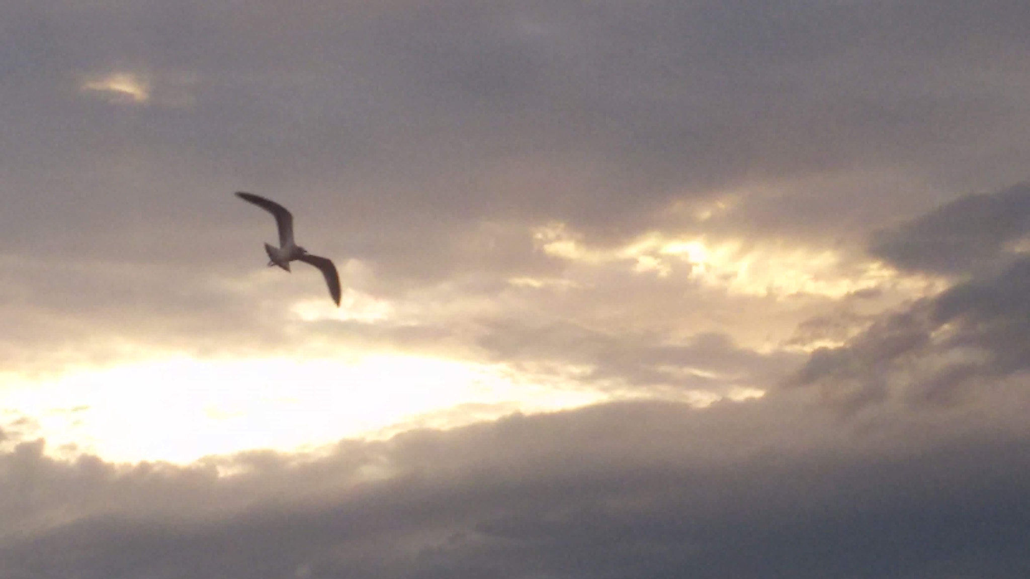 Samsung Galaxy S3 Neo sample photo. Envol photography