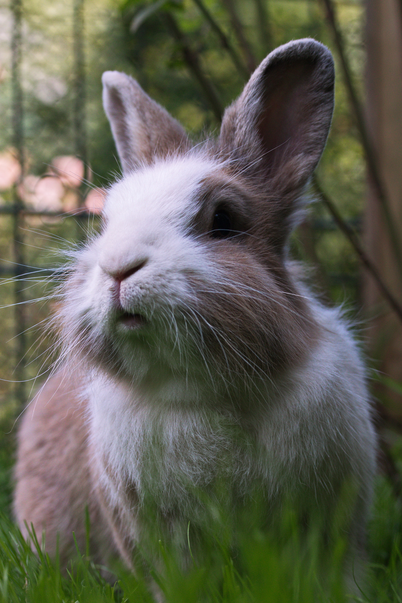 Canon EF-S 60mm F2.8 Macro USM sample photo. Livvy photography