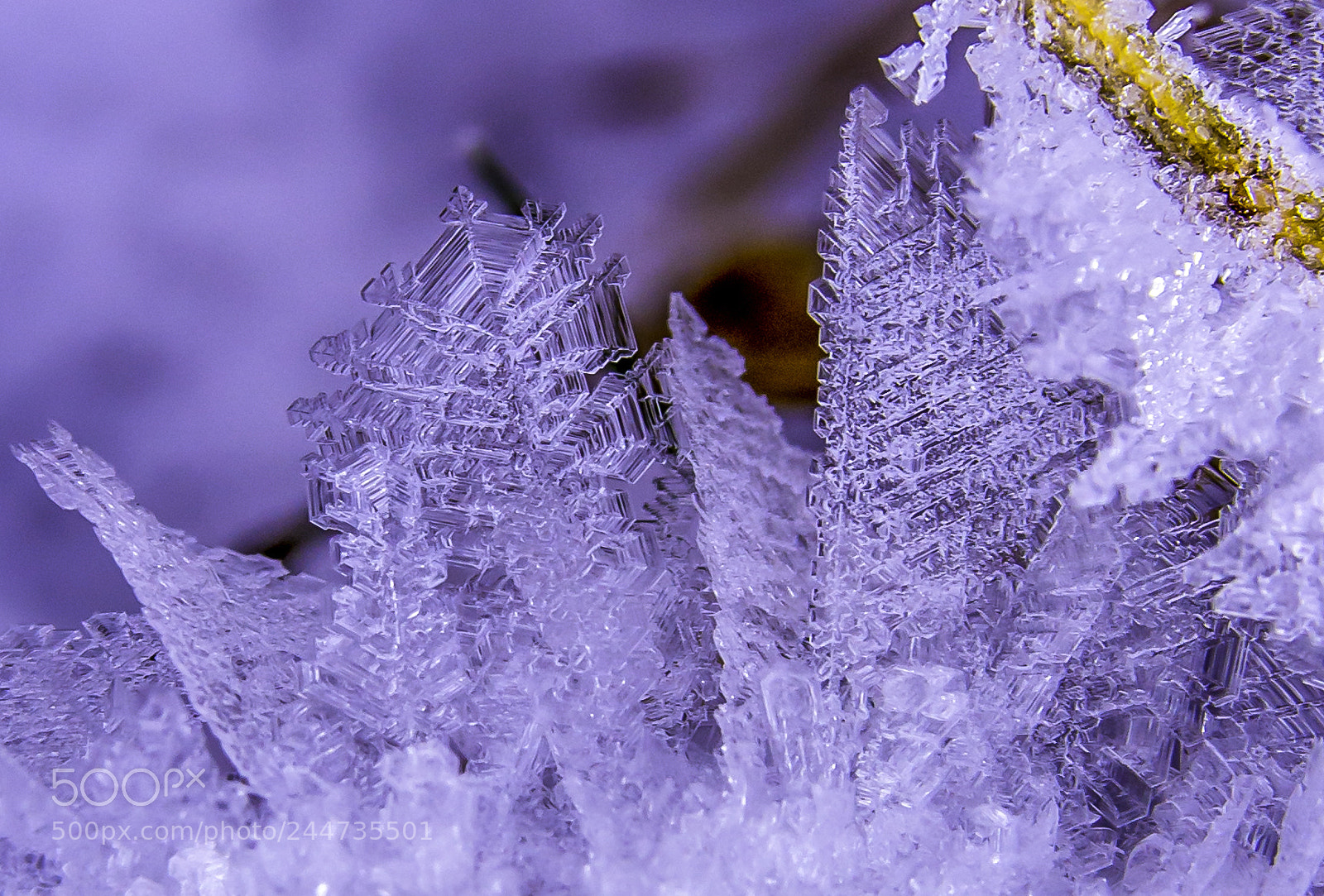 Nikon D7200 sample photo. Ice crystals photography