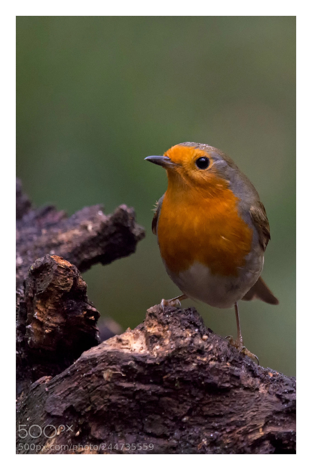 Olympus OM-D E-M5 sample photo. Robin national park hoge photography