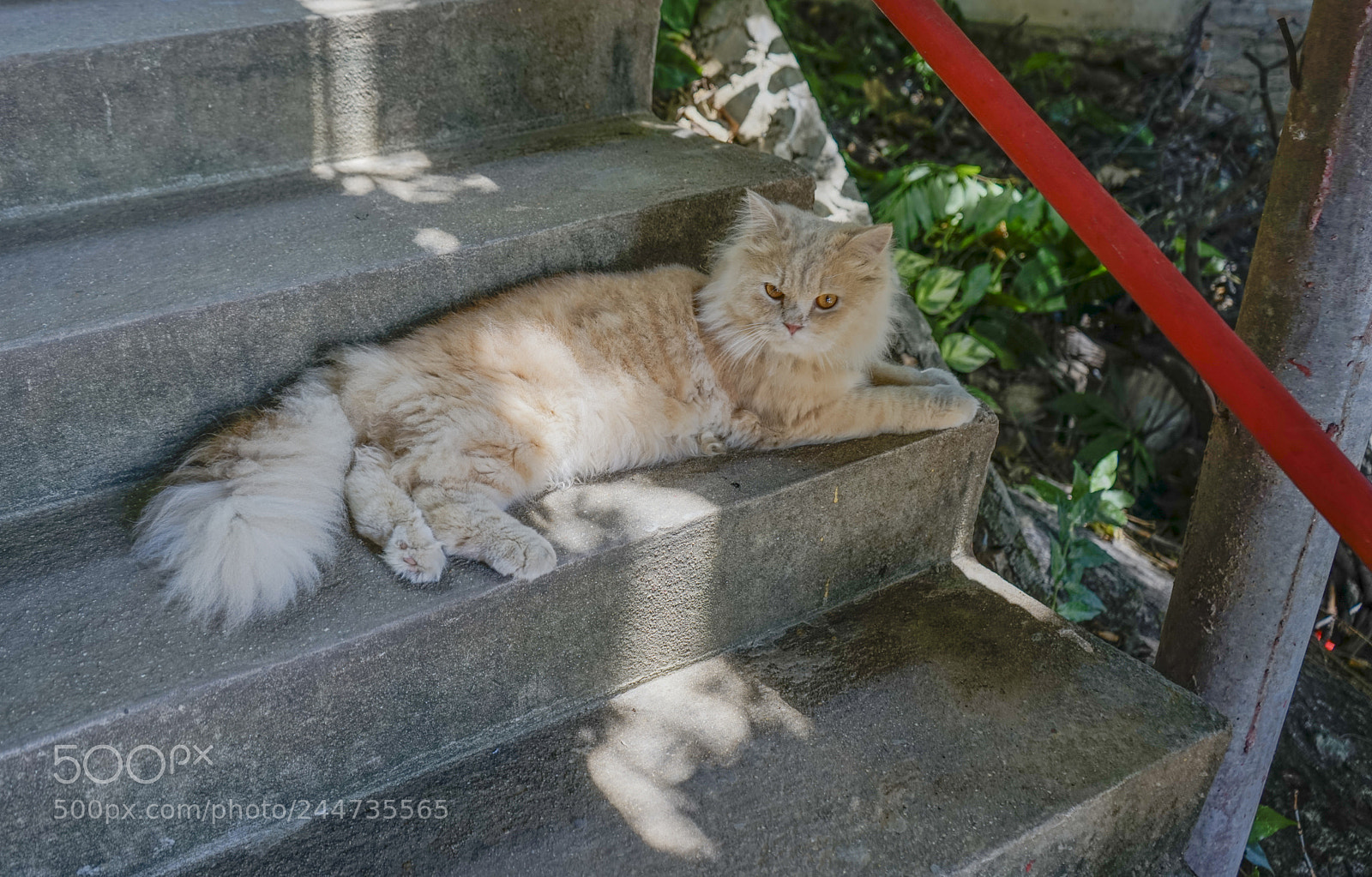 Sony a7R sample photo. Untitled photography