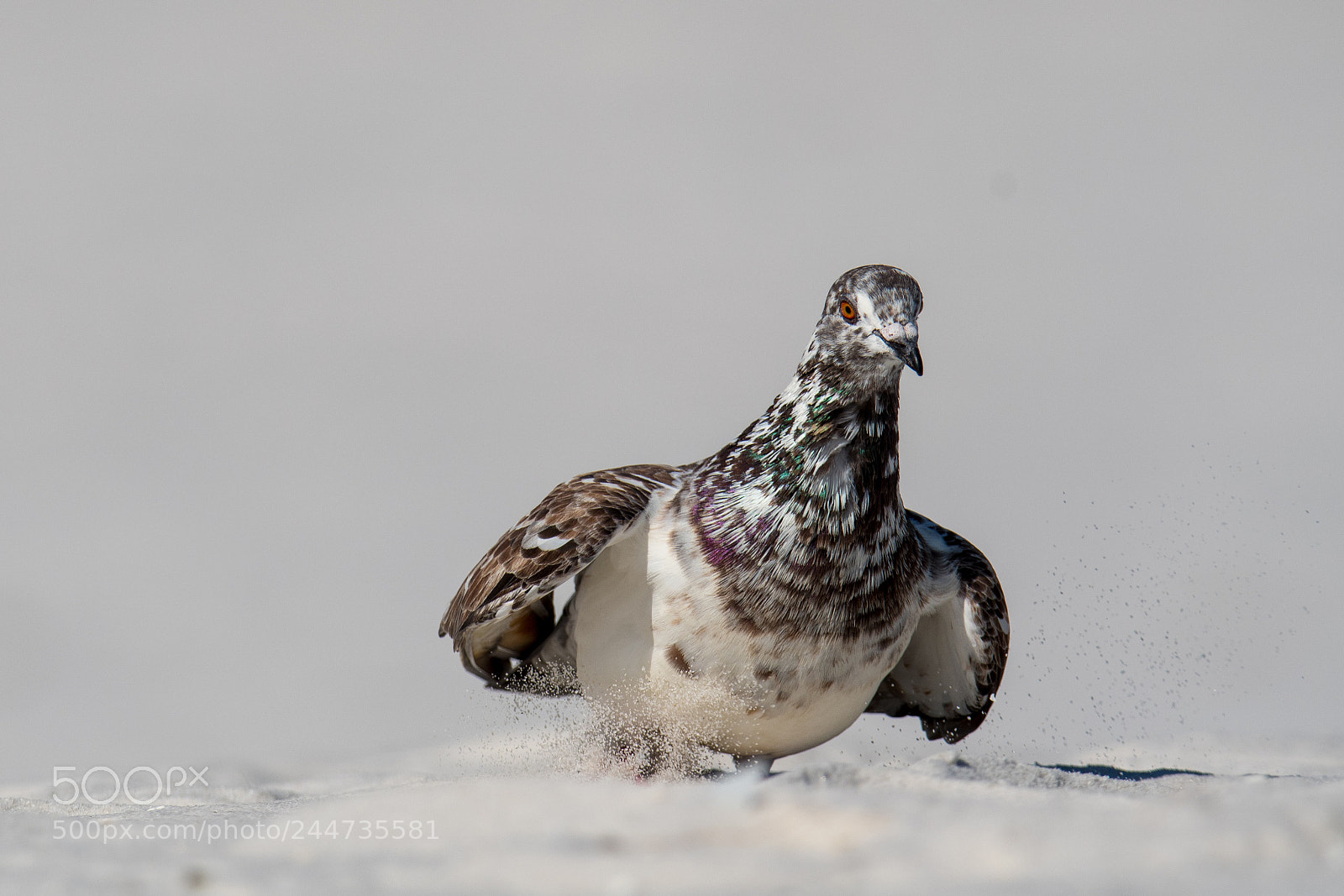 Nikon D500 sample photo. Beach pigeon photography