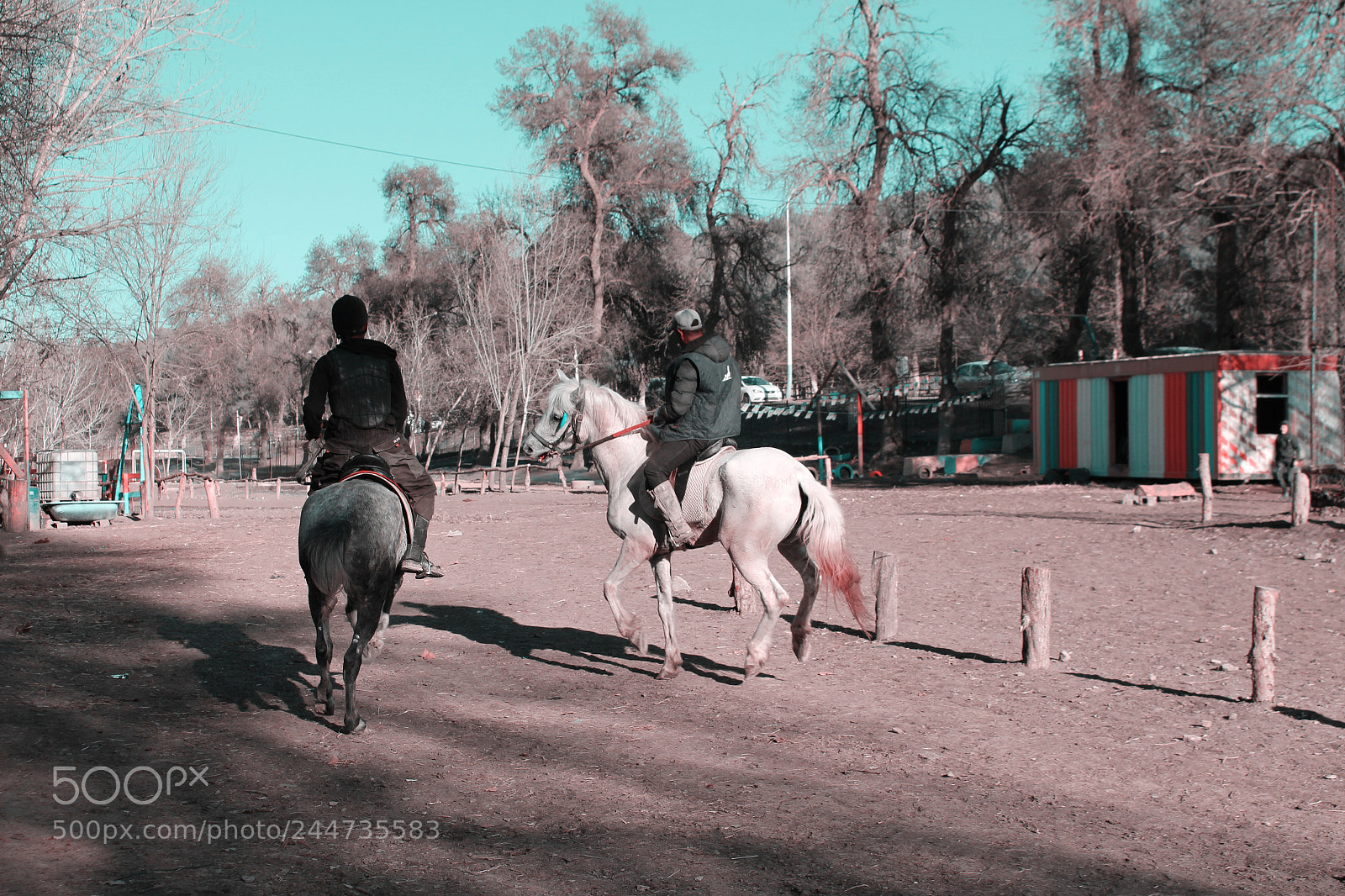 Canon EOS 100D (EOS Rebel SL1 / EOS Kiss X7) sample photo. Horses photography