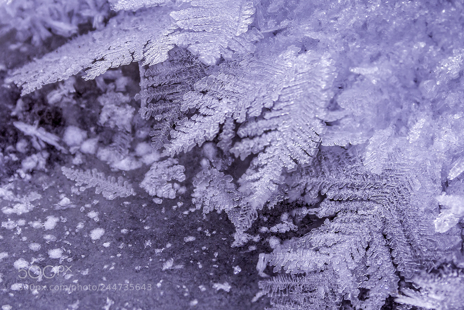 Nikon D7200 sample photo. Ice crystals photography