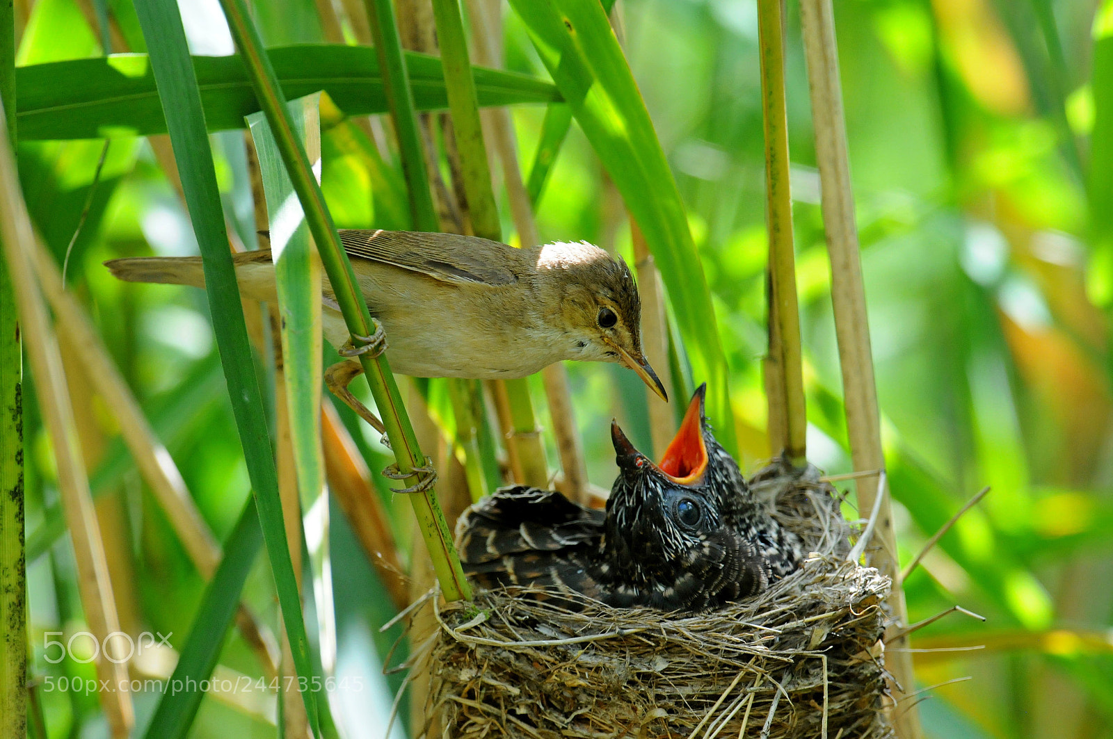 Nikon D300 sample photo. Reed warbler and cuckoo photography