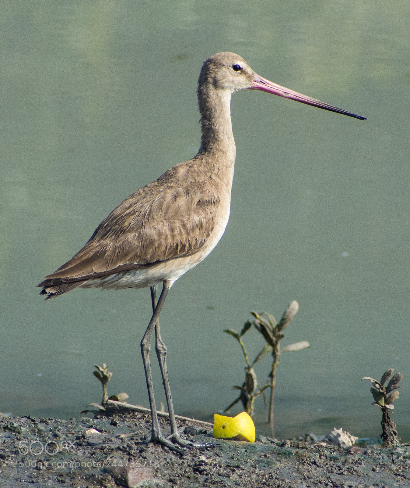 Nikon D7200 sample photo. Sandpiper - close photography