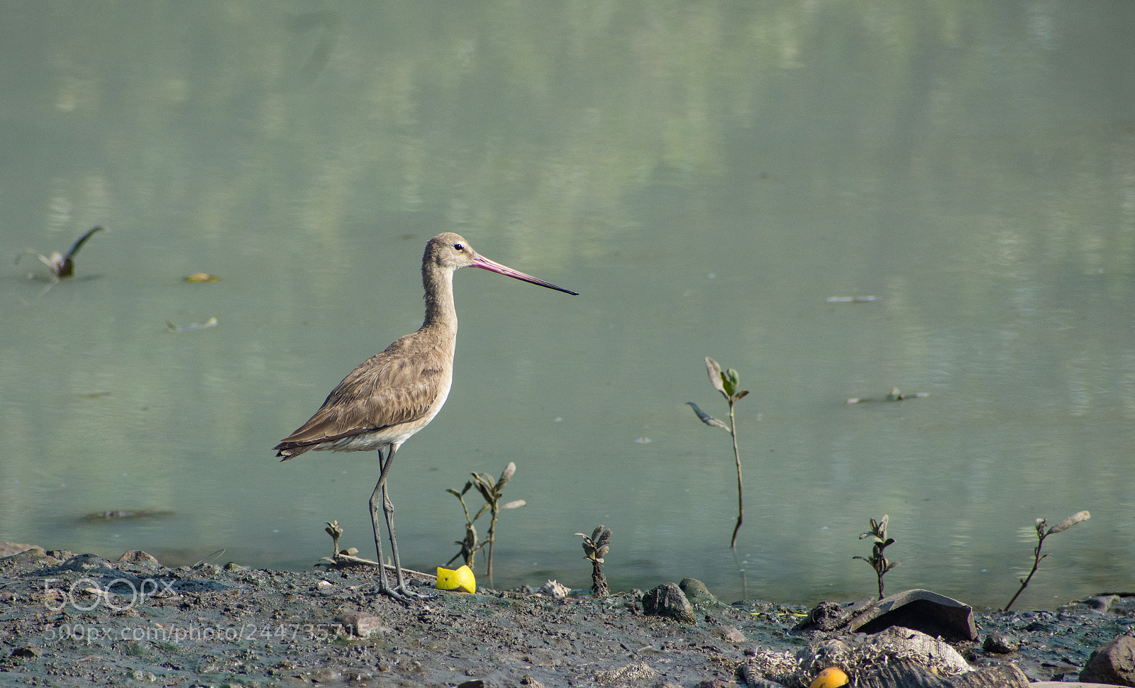 Nikon D7200 sample photo. Sandpiper photography