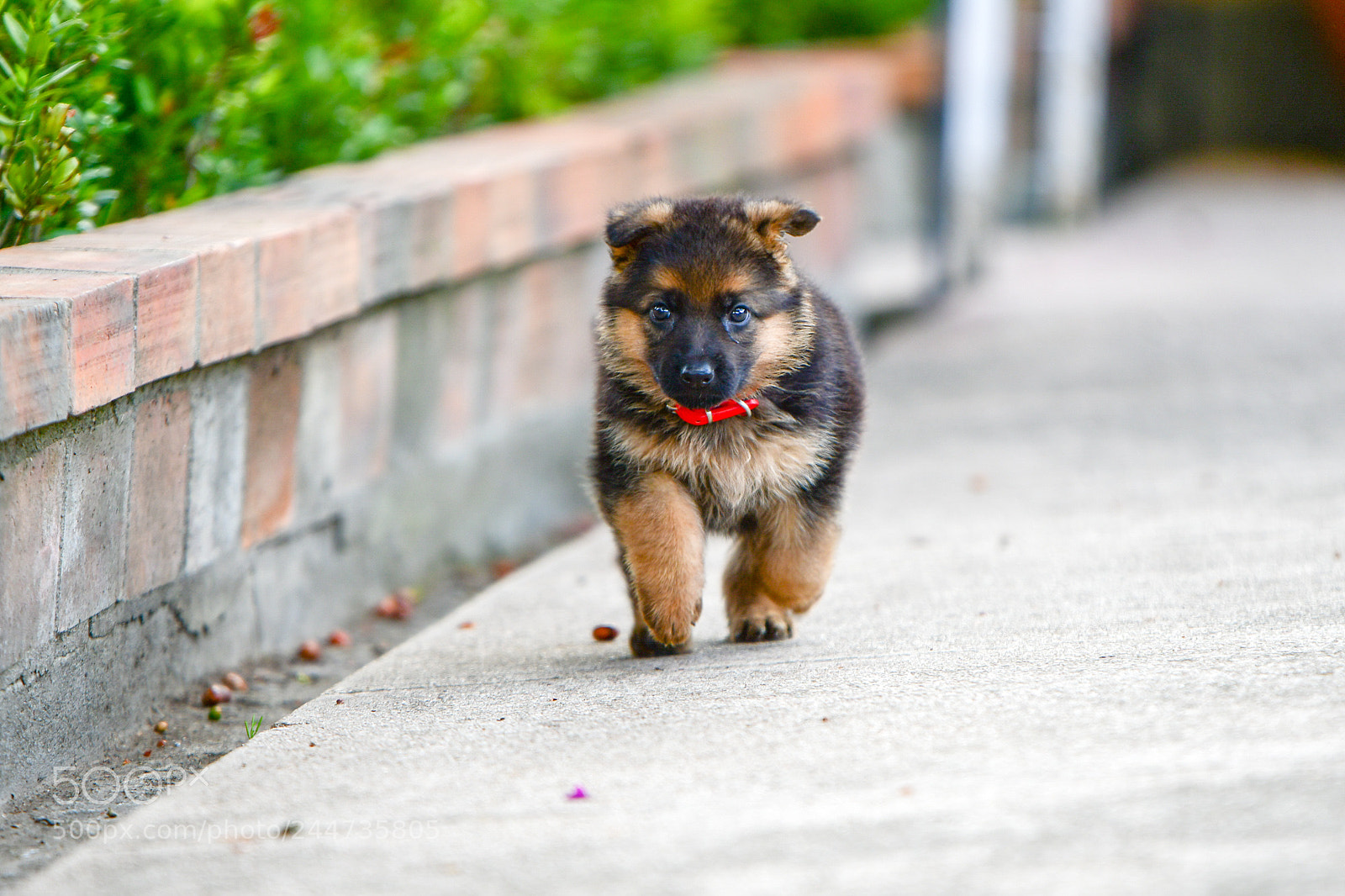 Nikon D500 sample photo. Pupper 1 photography