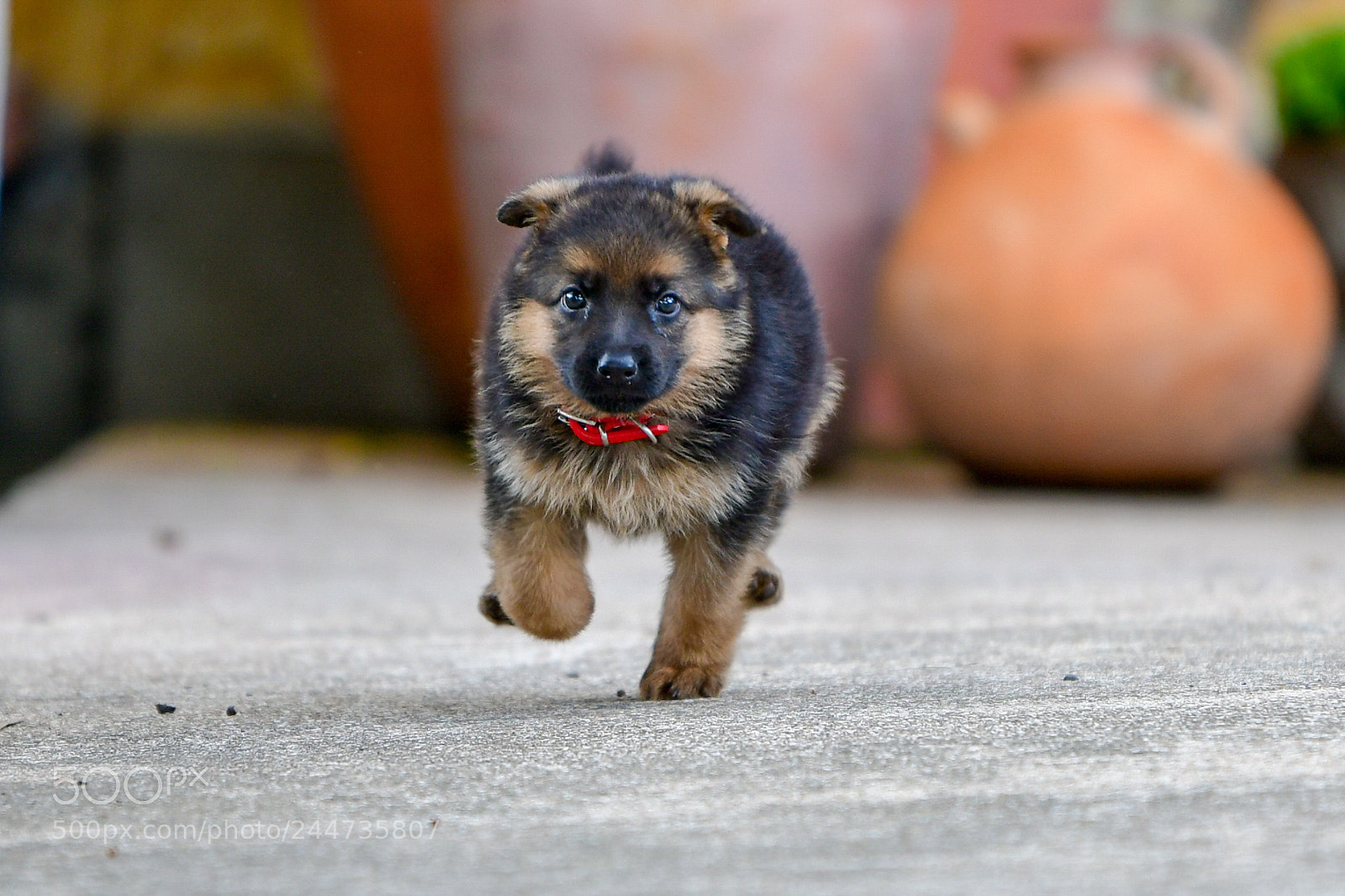 Nikon D500 sample photo. Pupper 2 photography