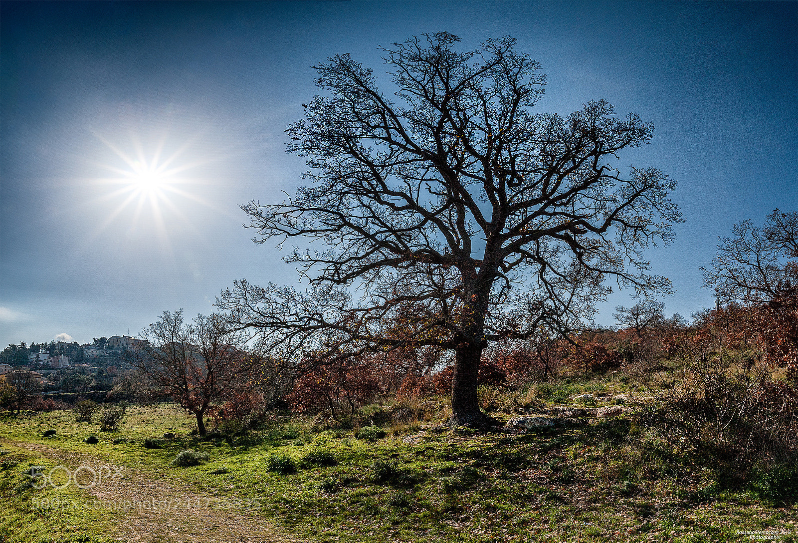Nikon D700 sample photo. La stella piu' grande photography