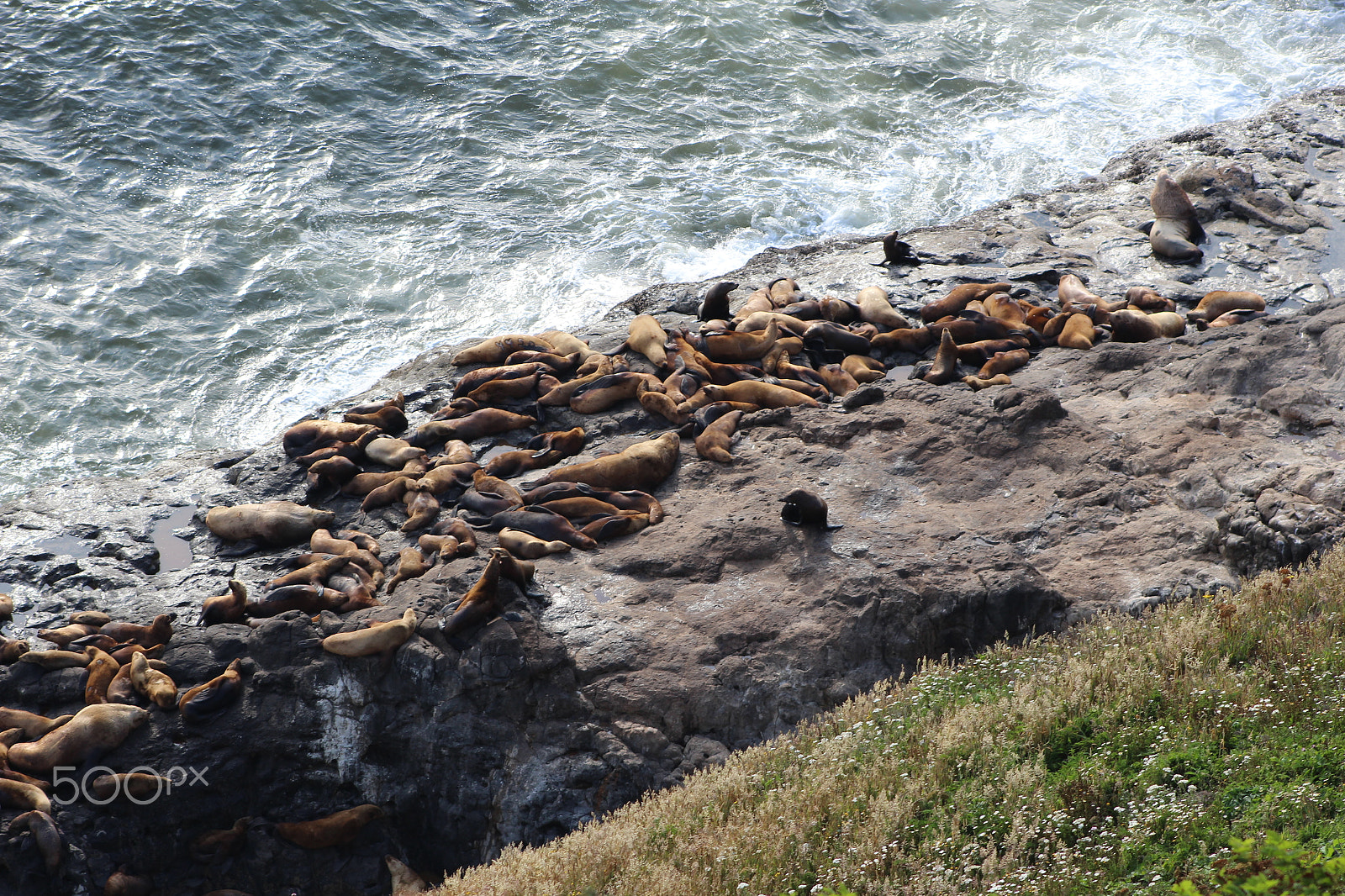 Canon EOS 1200D (EOS Rebel T5 / EOS Kiss X70 / EOS Hi) + EF75-300mm f/4-5.6 sample photo. Sea lions just chilling photography