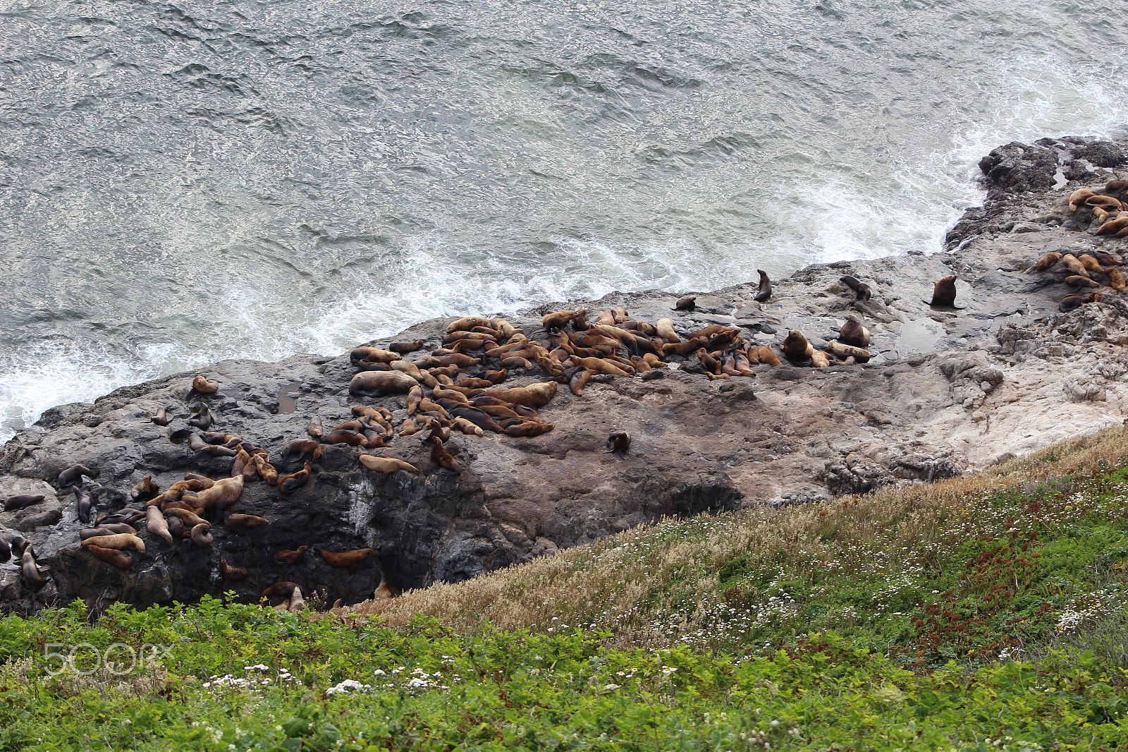 Canon EOS 1200D (EOS Rebel T5 / EOS Kiss X70 / EOS Hi) + EF75-300mm f/4-5.6 sample photo. Sea lions just chilling photography