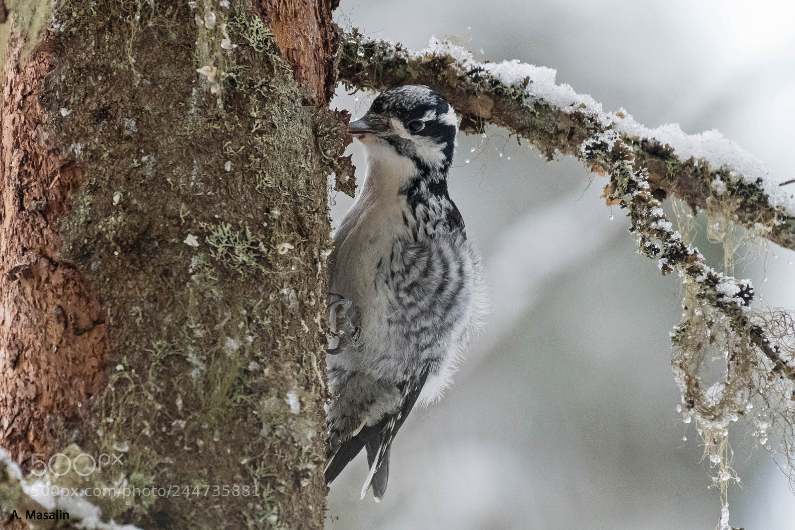 Nikon D500 sample photo. Eurasian three toed woodpecker photography