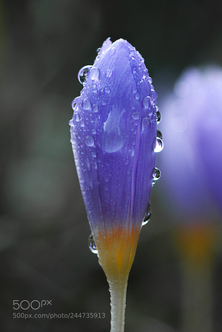 Nikon D7100 sample photo. Cigdem photography