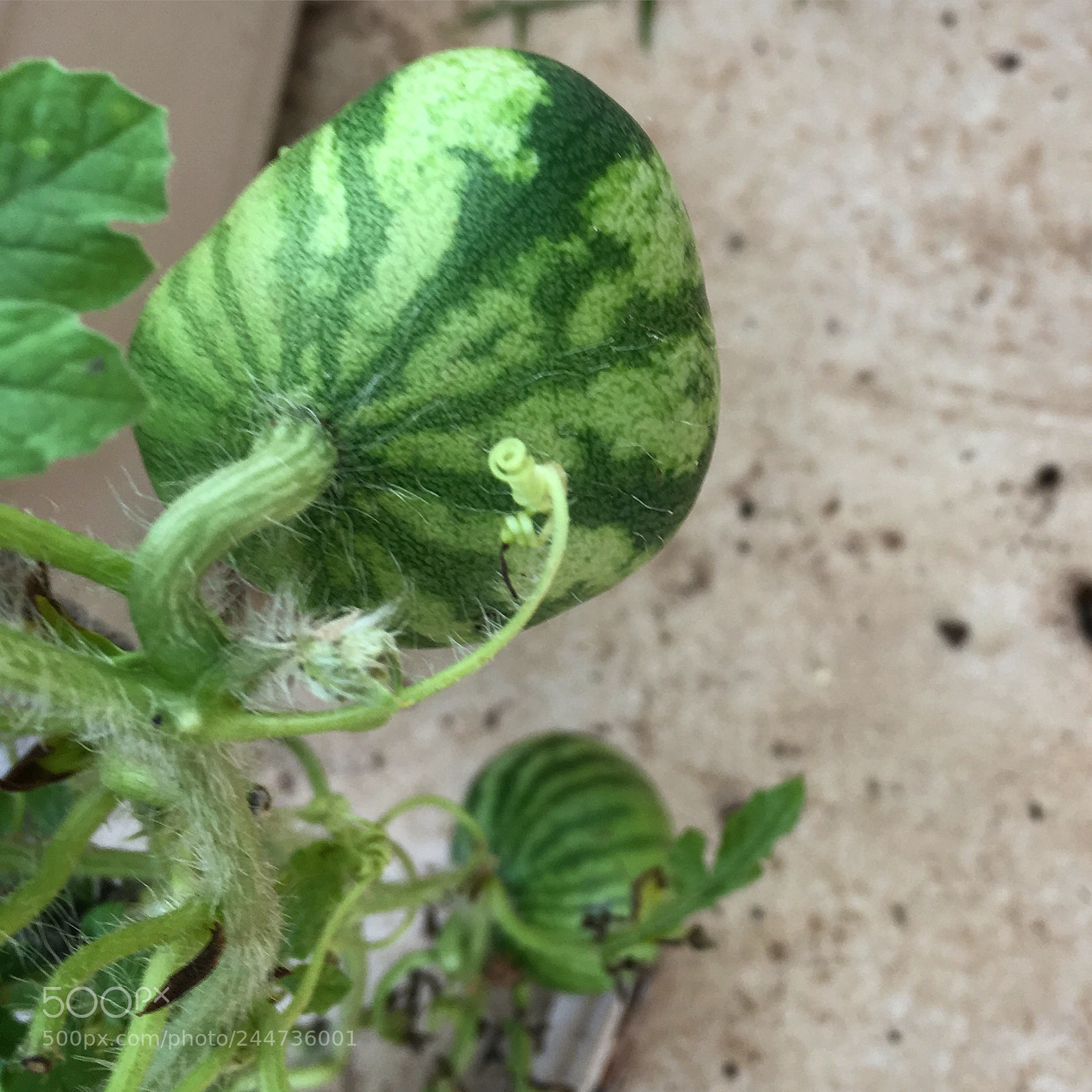 Apple iPhone SE sample photo. Watermelons photography