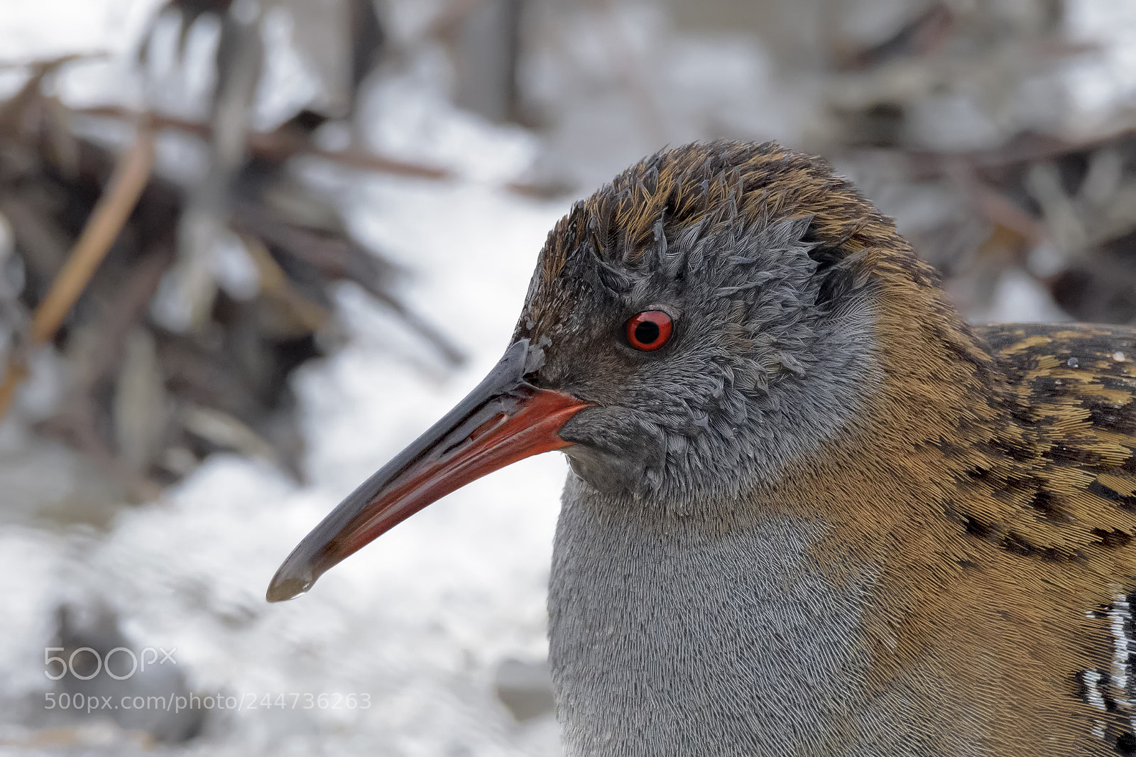 Nikon D810 sample photo. Water rail portrait photography