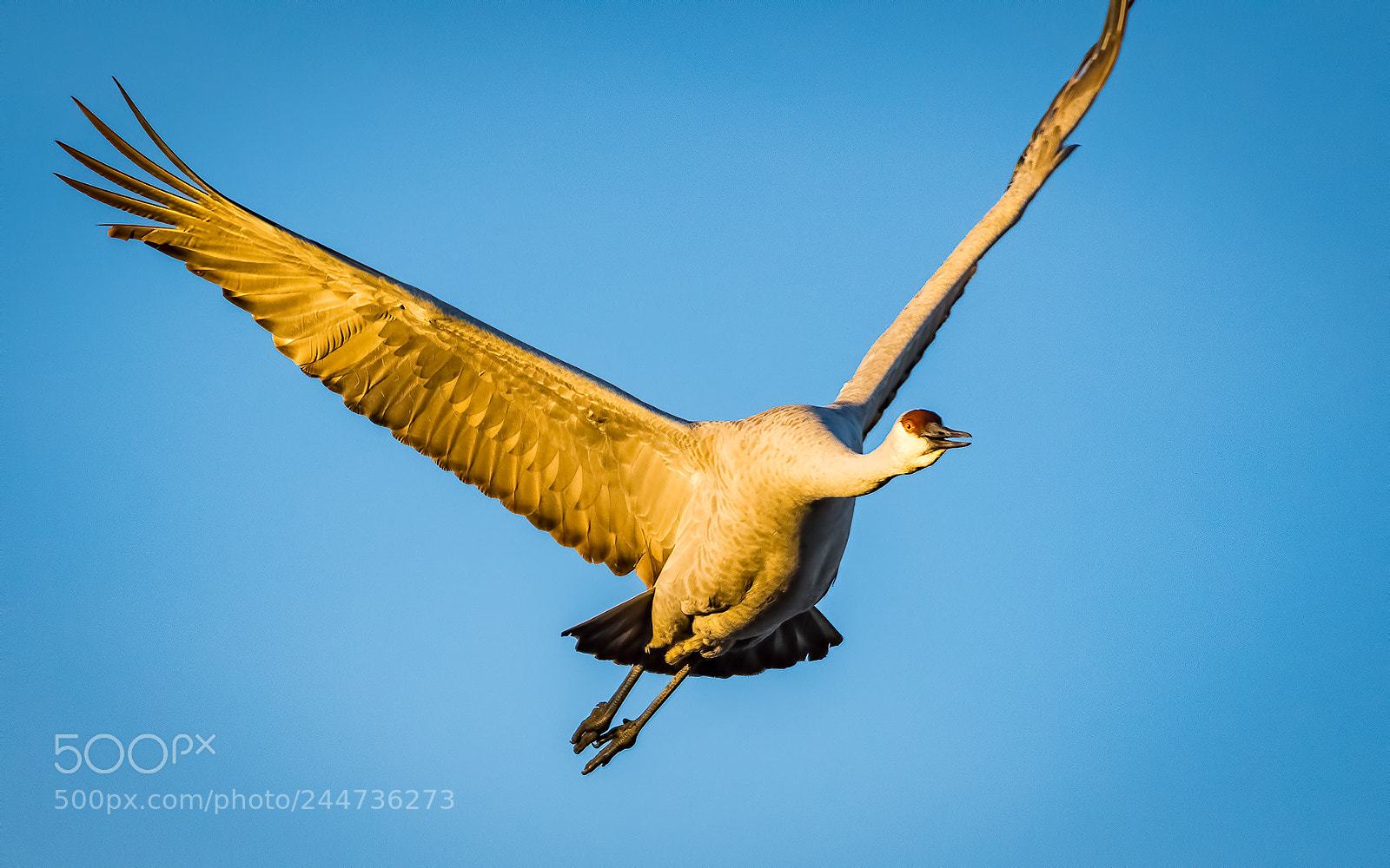 Nikon D500 sample photo. Morning flight photography