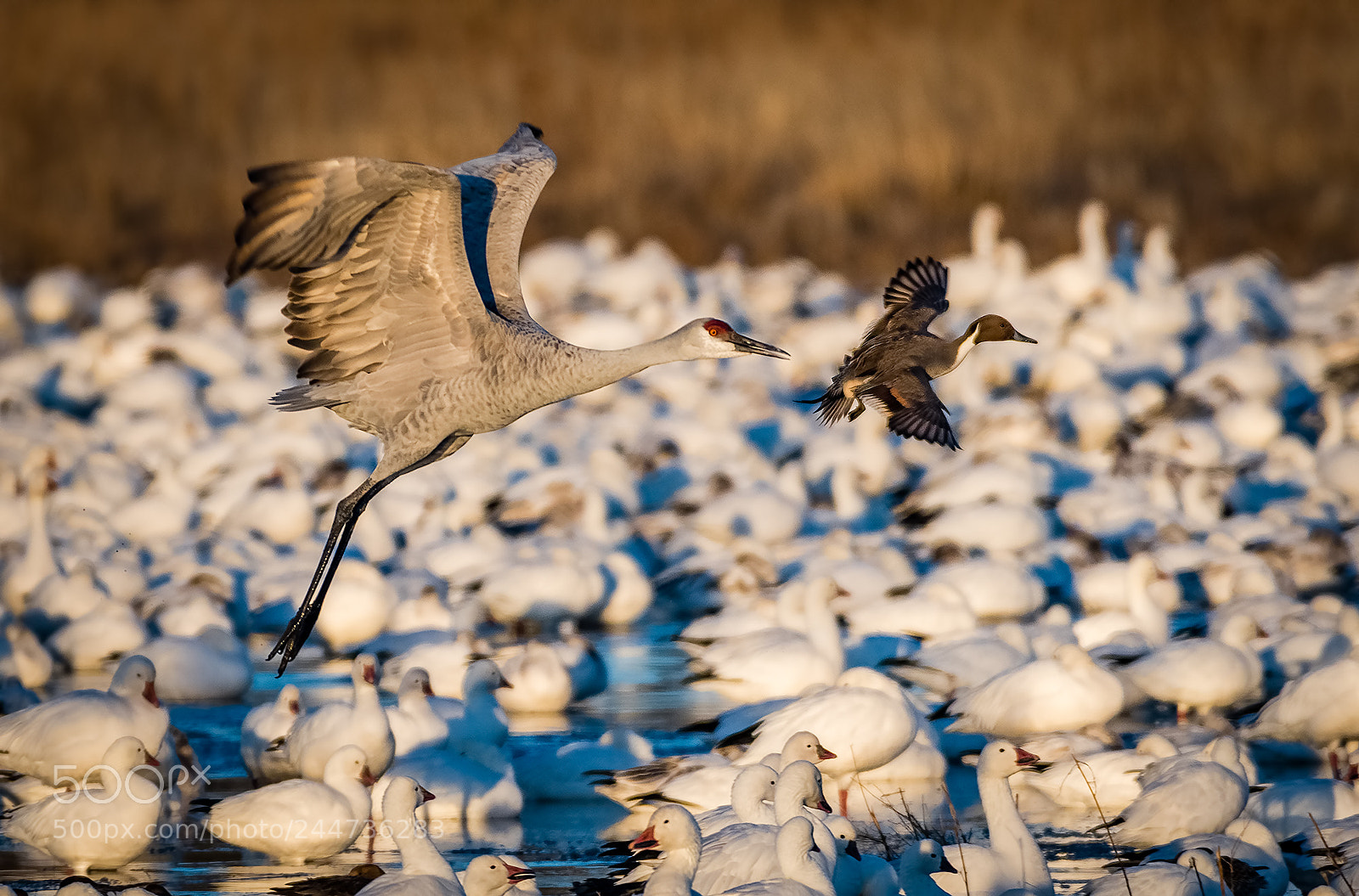 Nikon D500 sample photo. Taking off one after photography