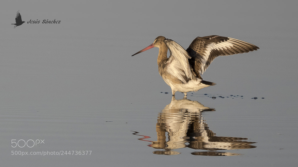 Canon EOS 7D Mark II sample photo. Aguja colinegra (limosa limosa) photography