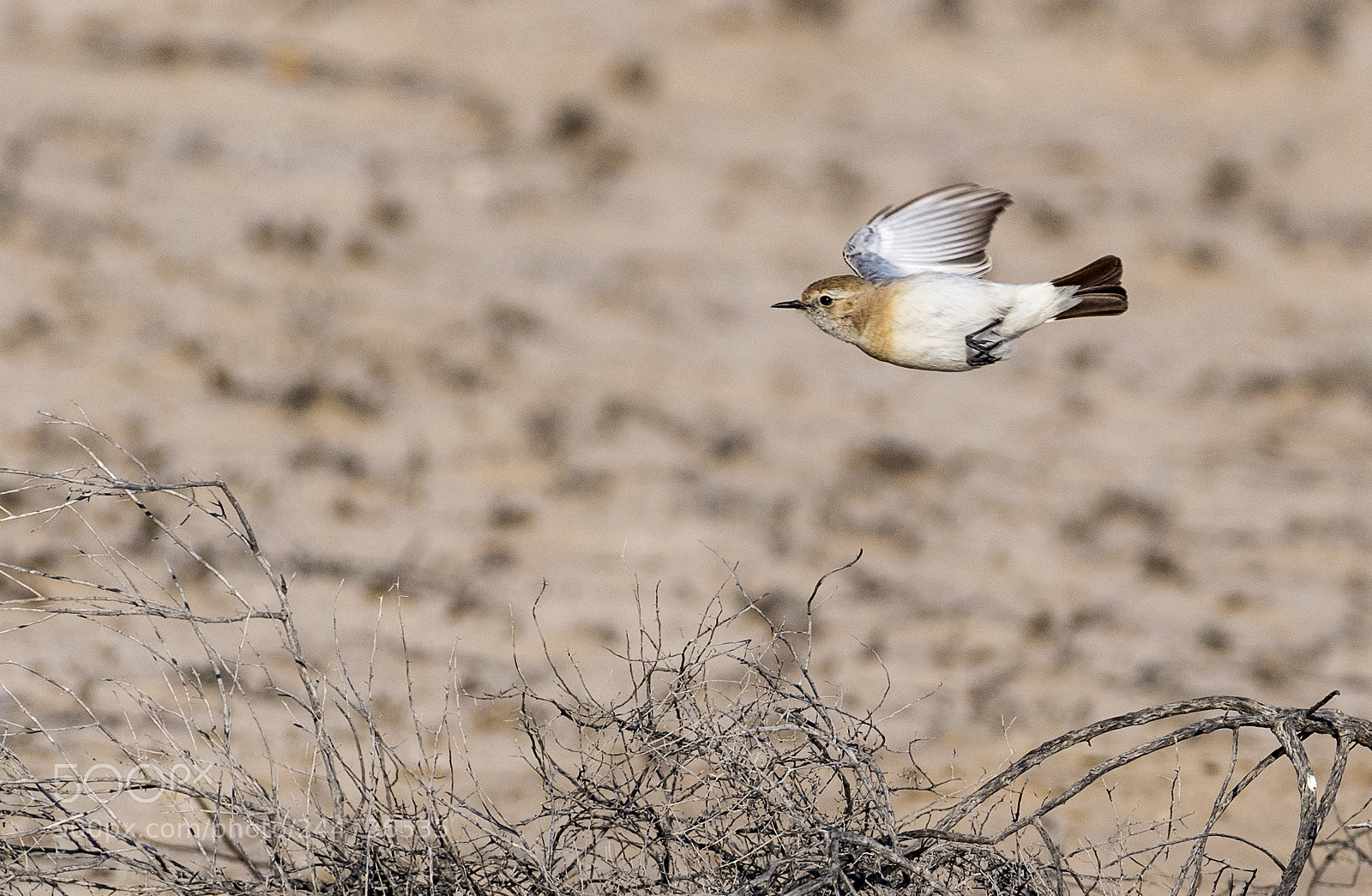 Nikon D5 sample photo. Flying wheatear! photography