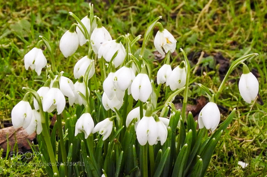 Nikon Coolpix P610 sample photo. Signs of spring to photography