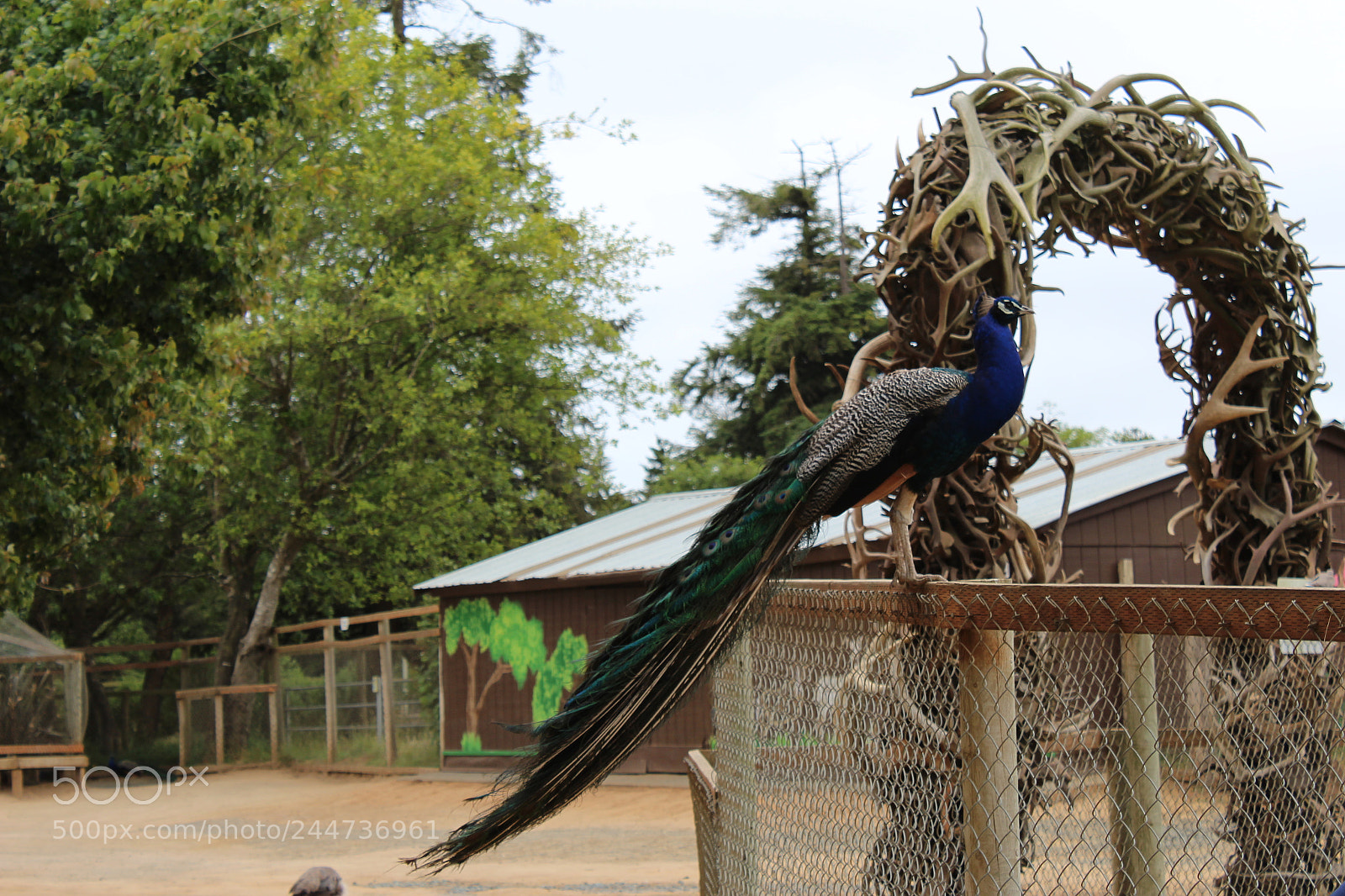 Canon EOS 1200D (EOS Rebel T5 / EOS Kiss X70 / EOS Hi) sample photo. Elegant peafowl in a photography