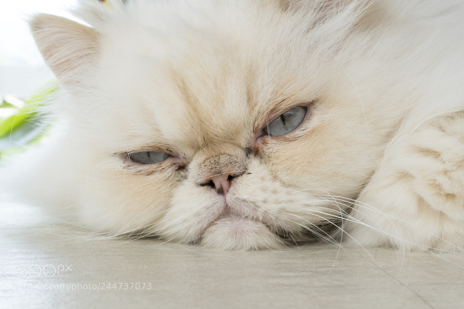 Sony a6300 sample photo. My beautiful cat photography