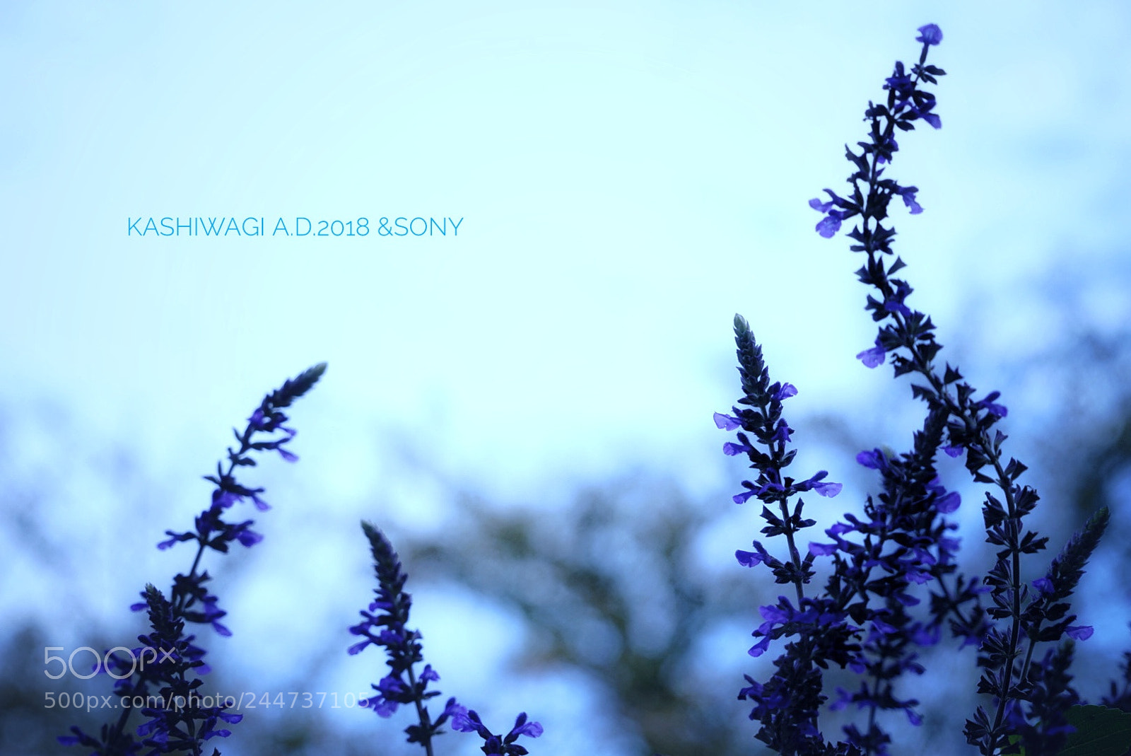 Sony a7 II sample photo. Blue sky and lavender photography