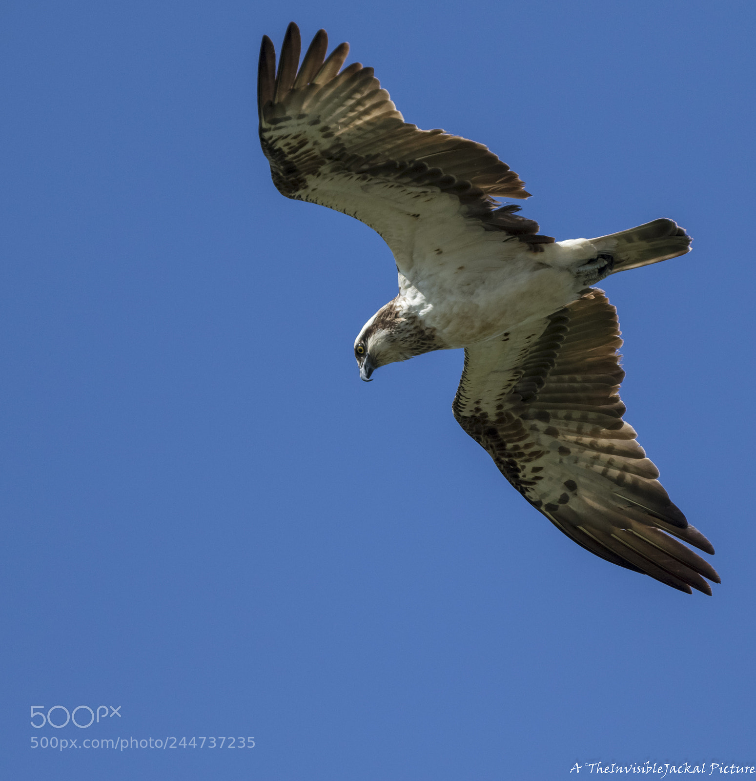 Canon EOS 7D Mark II sample photo. Western osprey photography