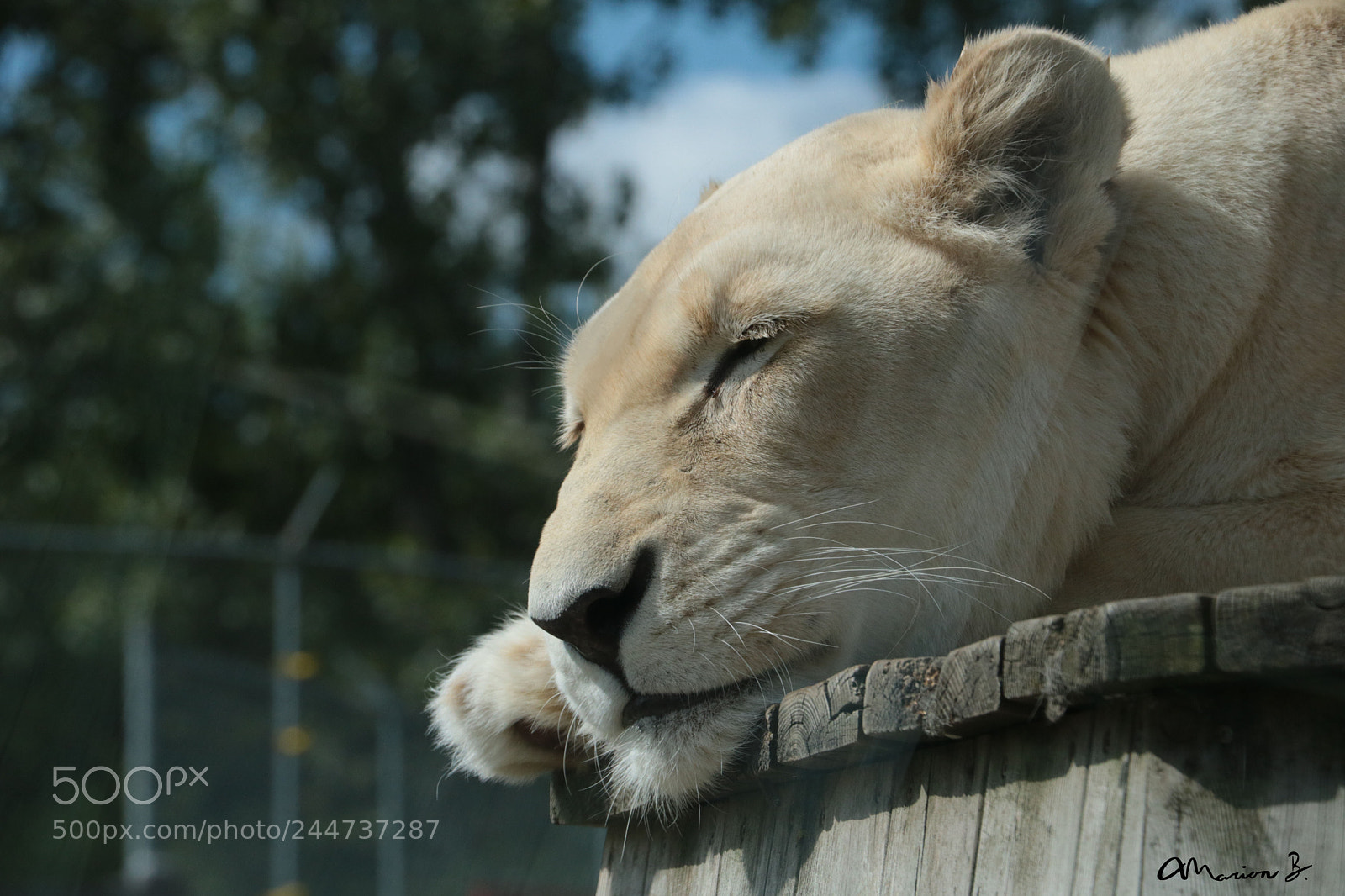 Canon EOS 750D (EOS Rebel T6i / EOS Kiss X8i) sample photo. The sleepy lion photography